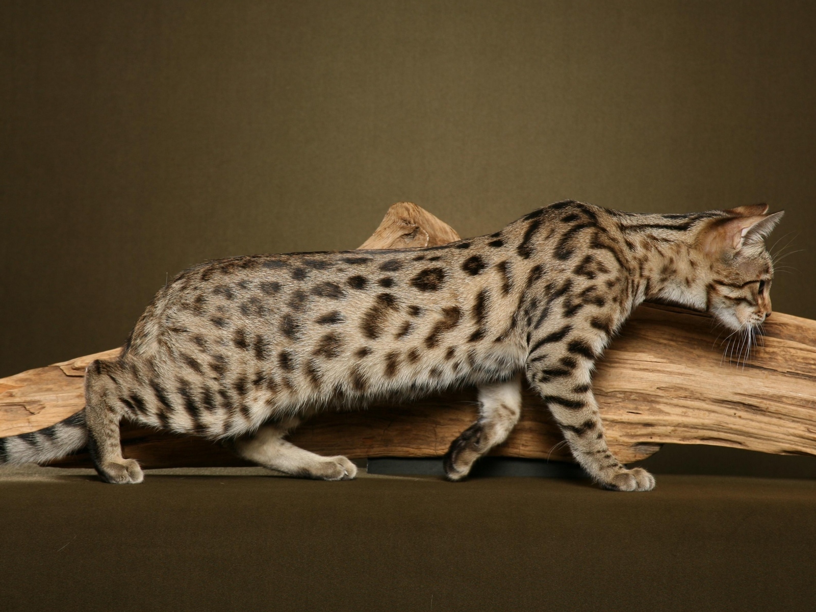 Бенгальский кот к чему-то крадётся