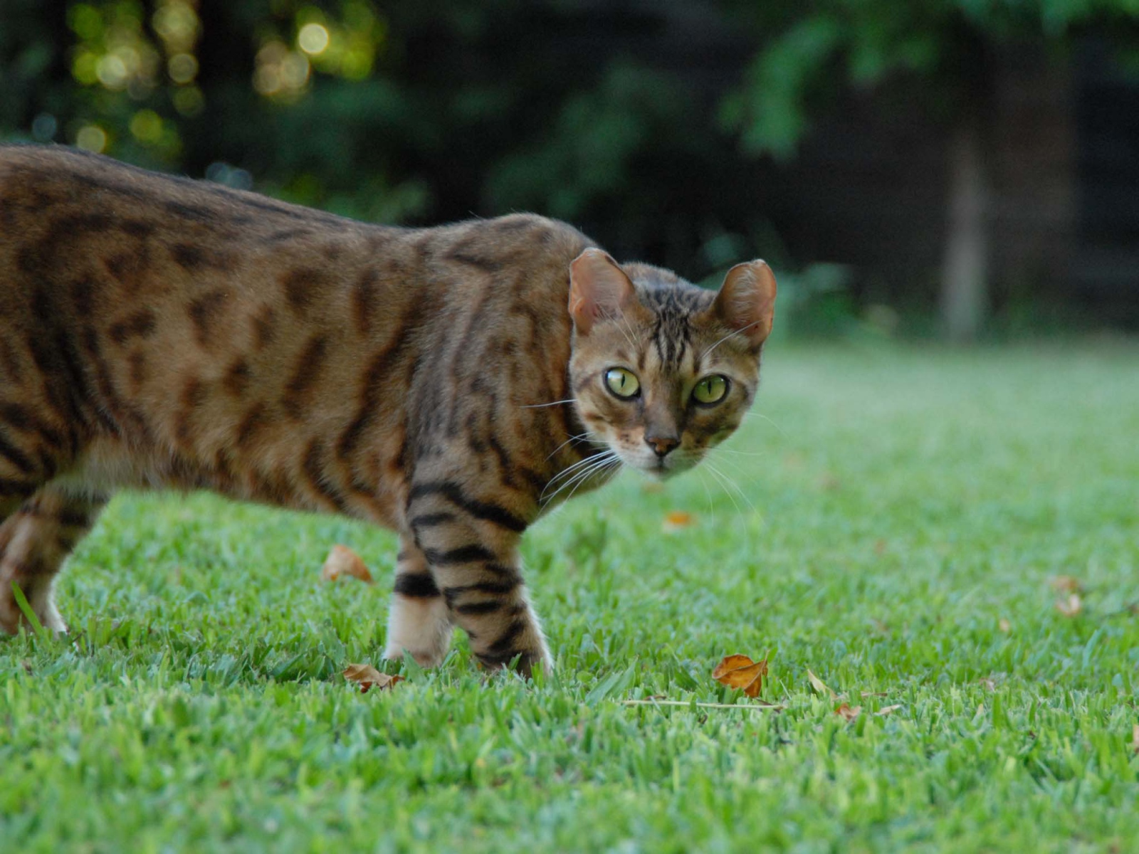 Бенгальский кот с диким взглядом