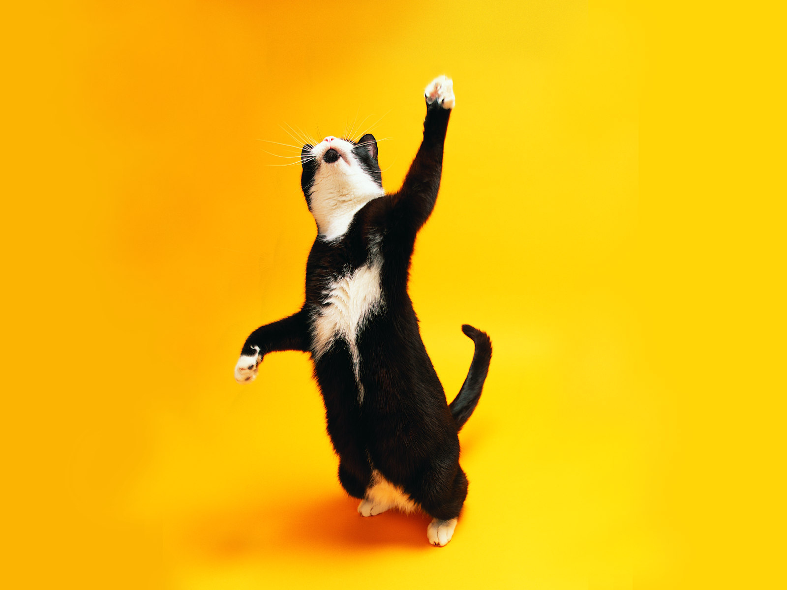 Чёрно-белый кот танцует