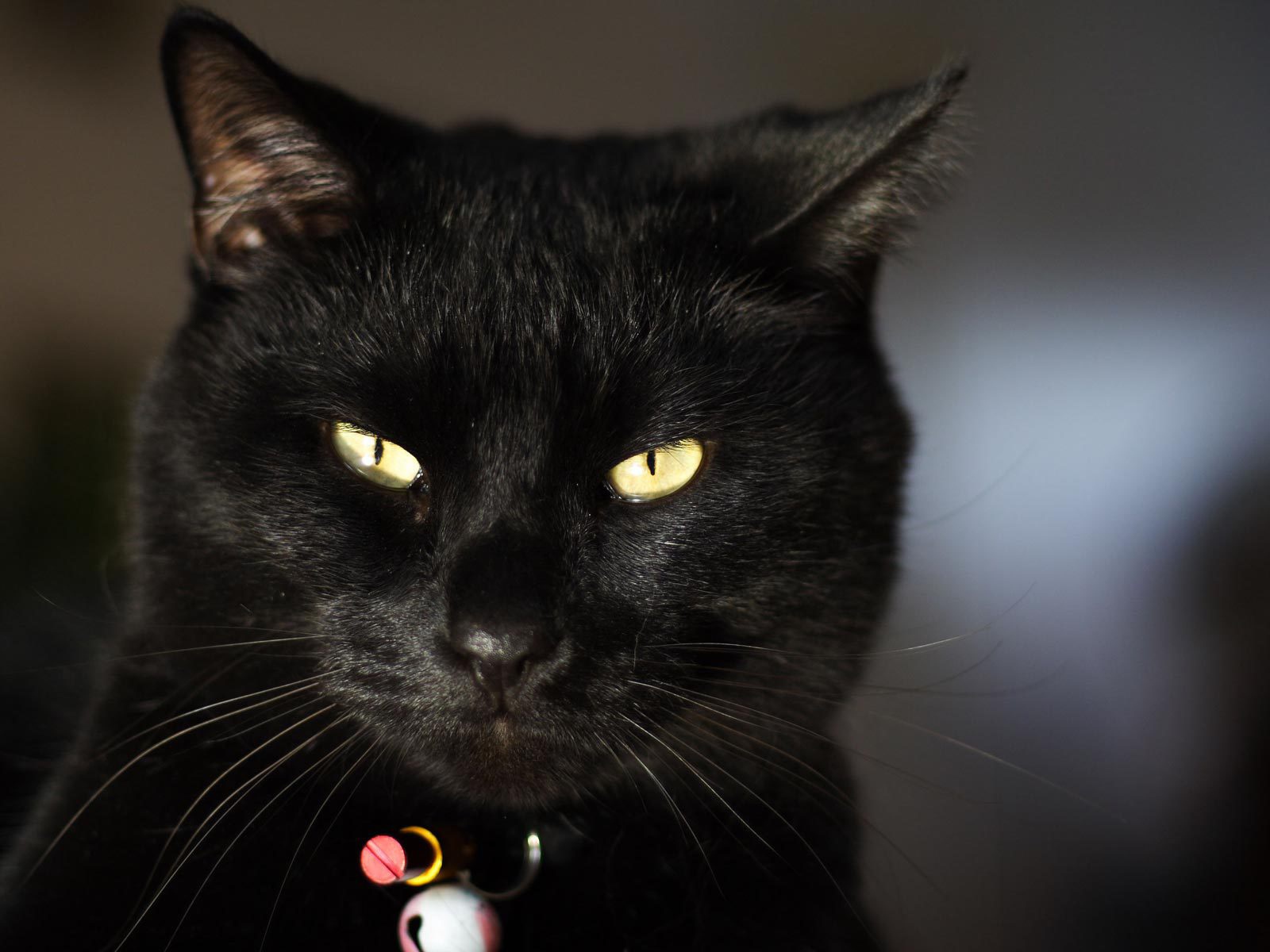Чёрный кот чем-то недоволен