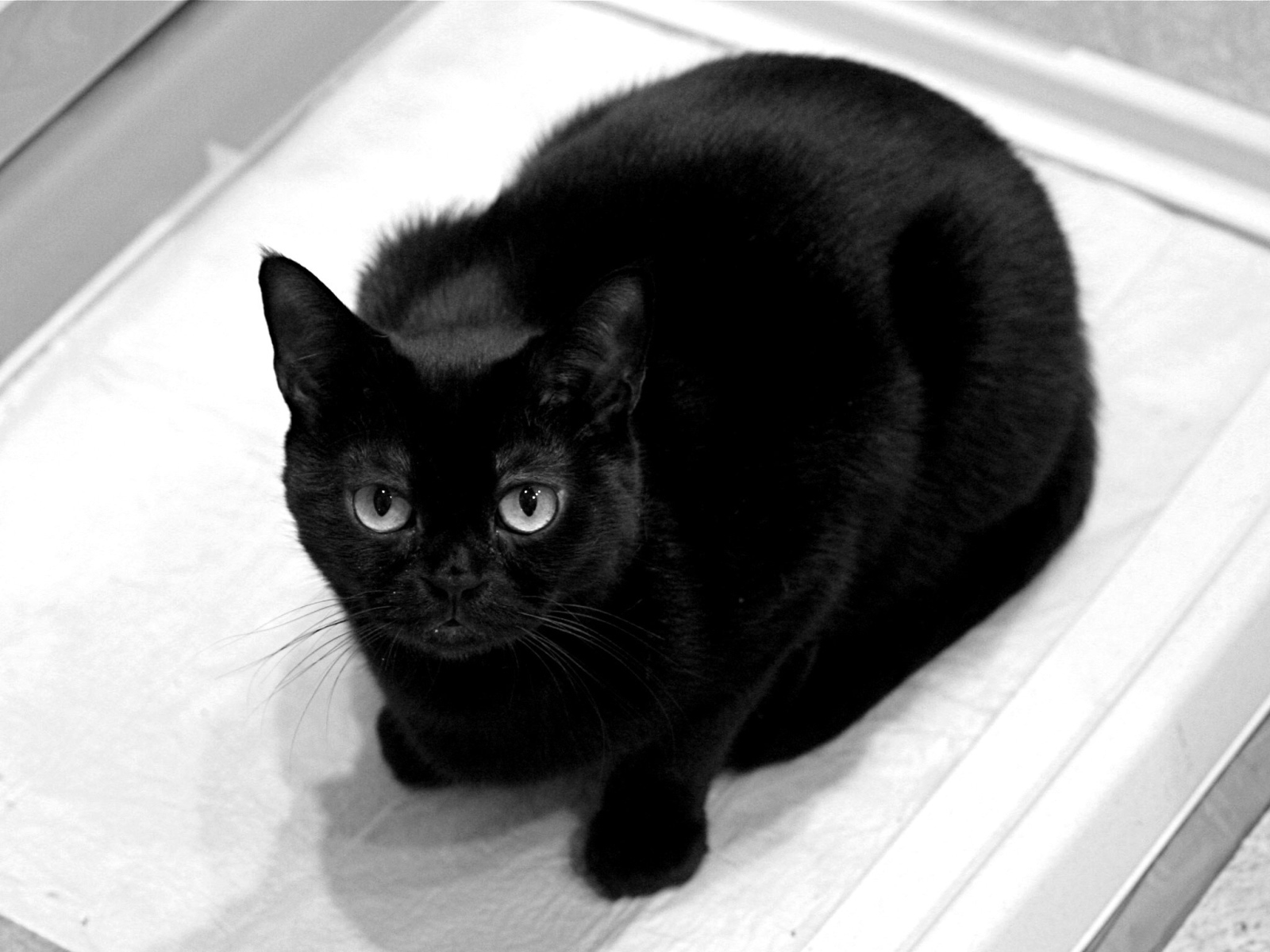 Чёрный кот смотрит на фотографа