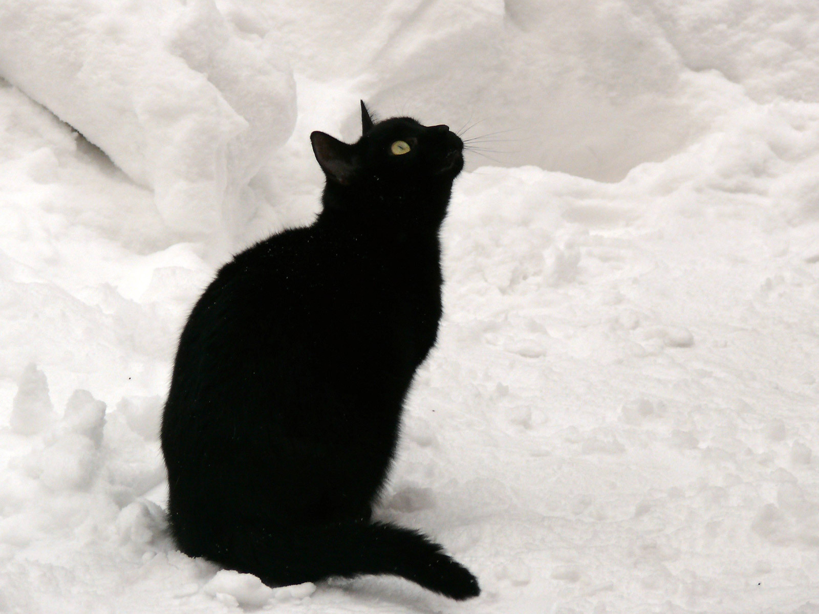 Чёрный кот на снегу смотрит вверх