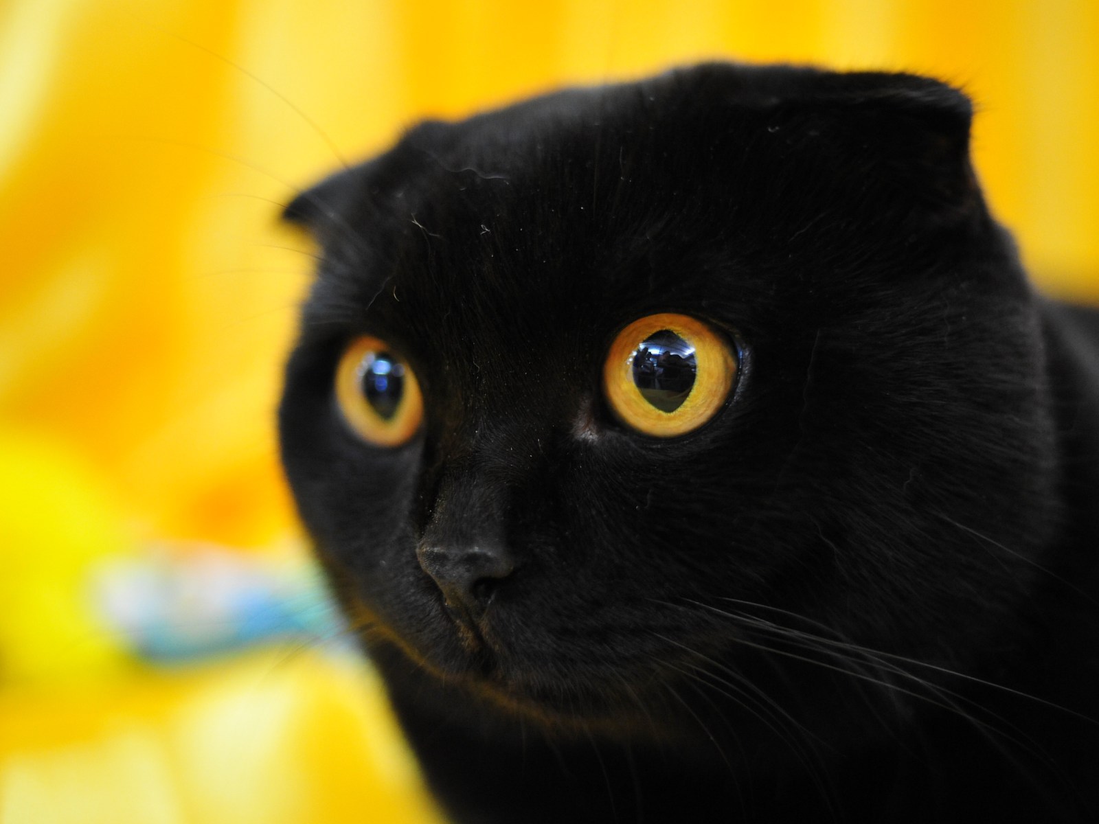 Порода черной кошки с желтыми глазами. Шотландская вислоухая кошка черная. Шотландец вислоухий черный. Скоттиш-фолд Шотландская вислоухая кошка черная. Шотландский скоттиш фолд черный.
