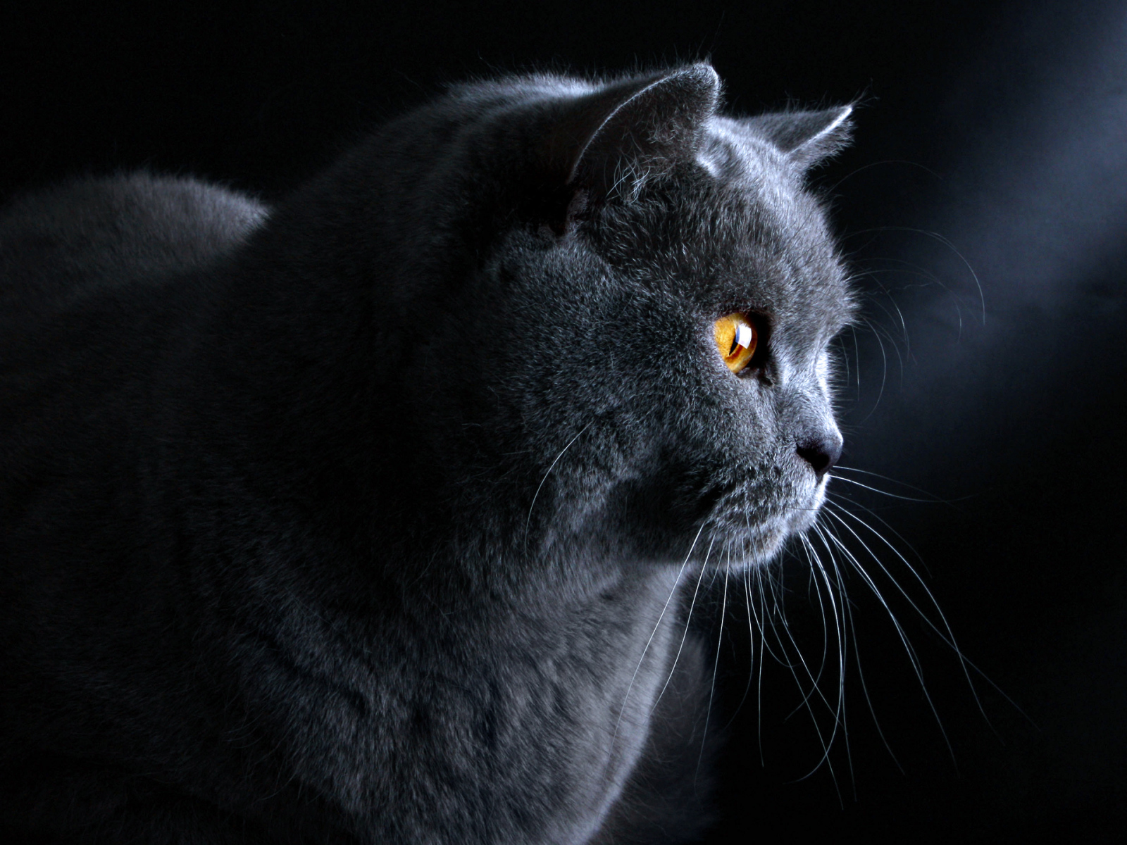 Британский кот на тёмном фоне