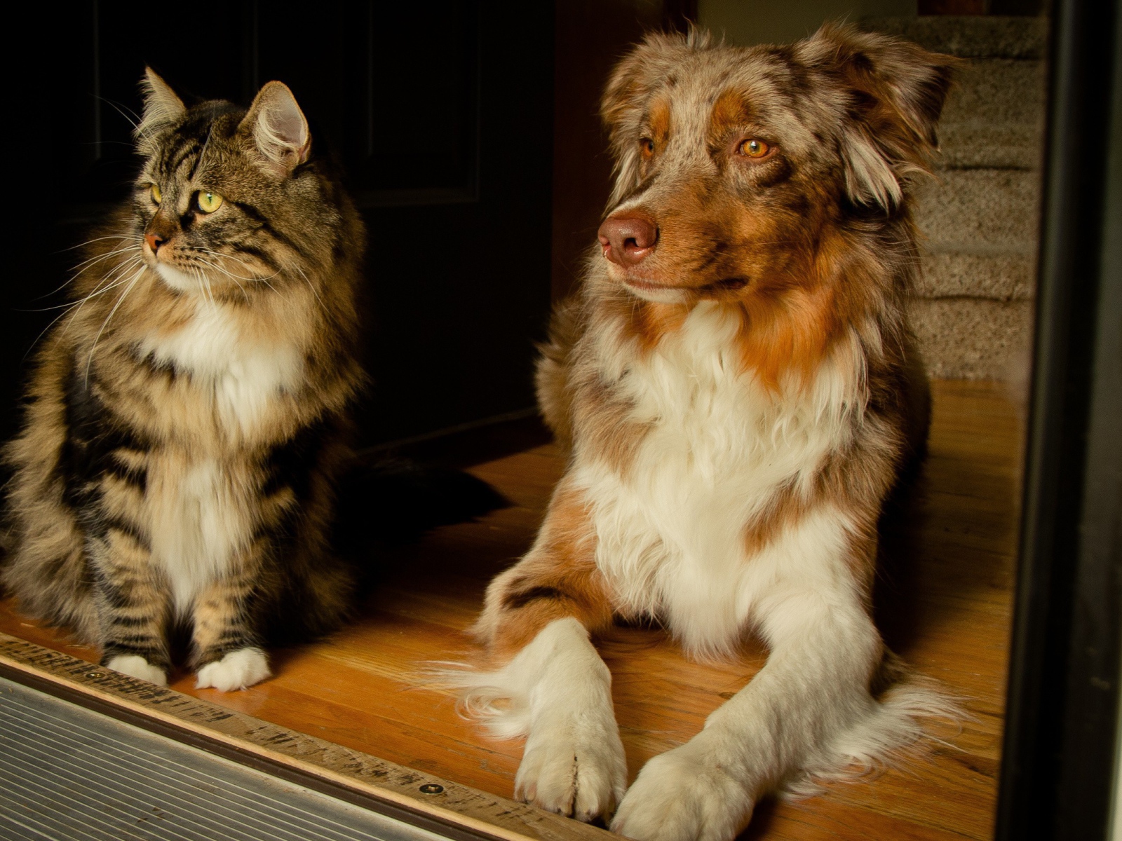 Кошка и собака друзья