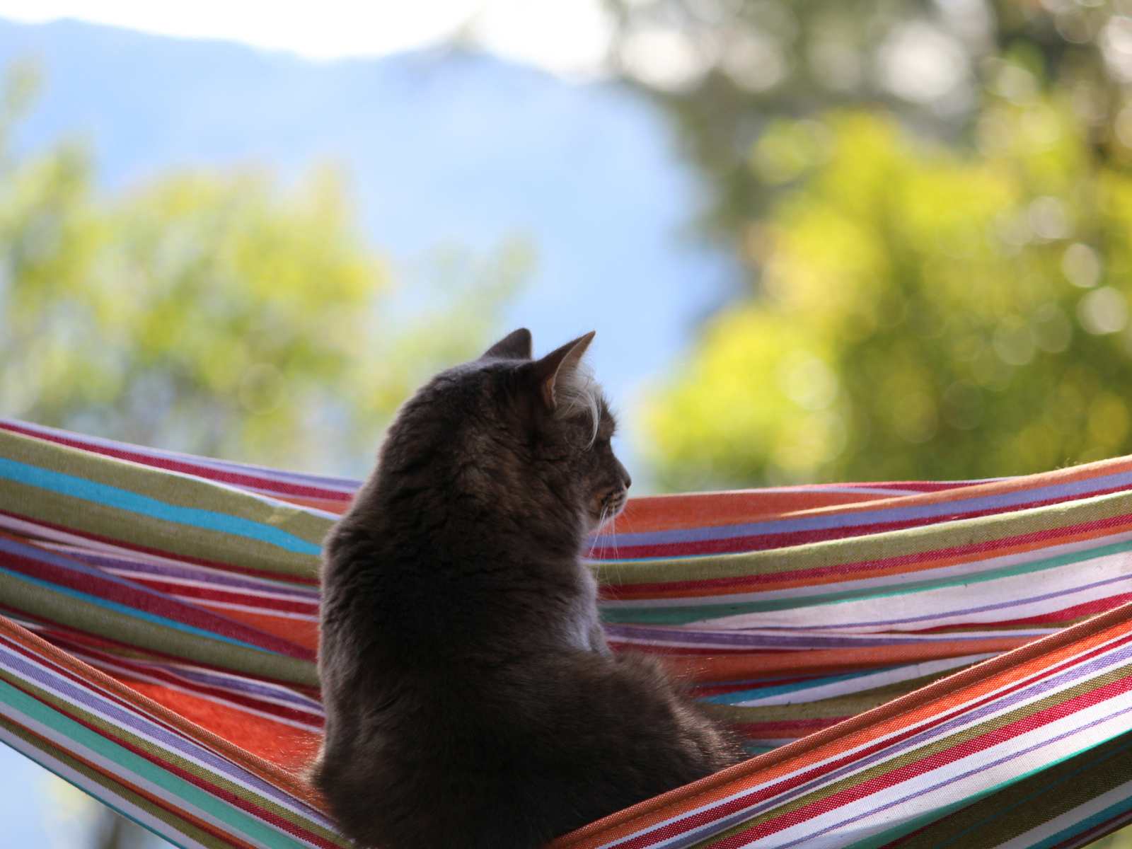 Кот мечтает в гамаке