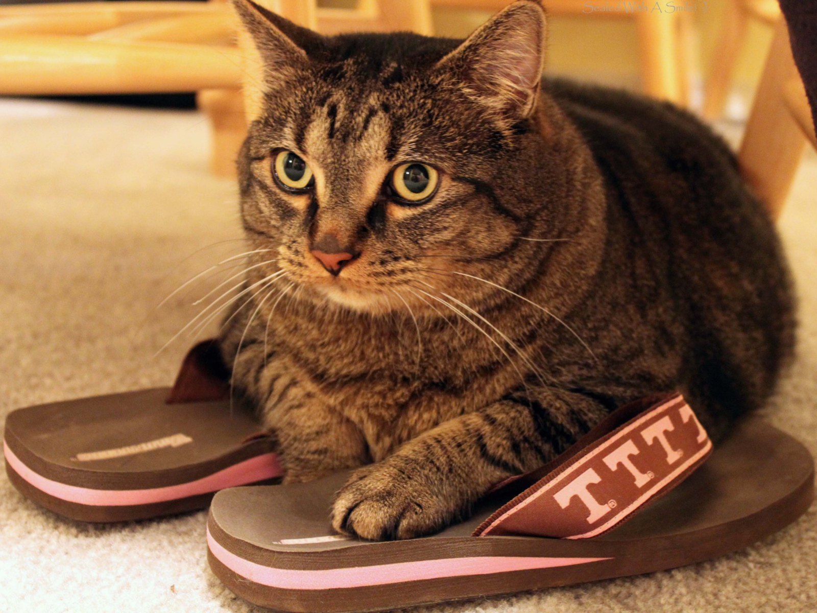 Кот на тапочках