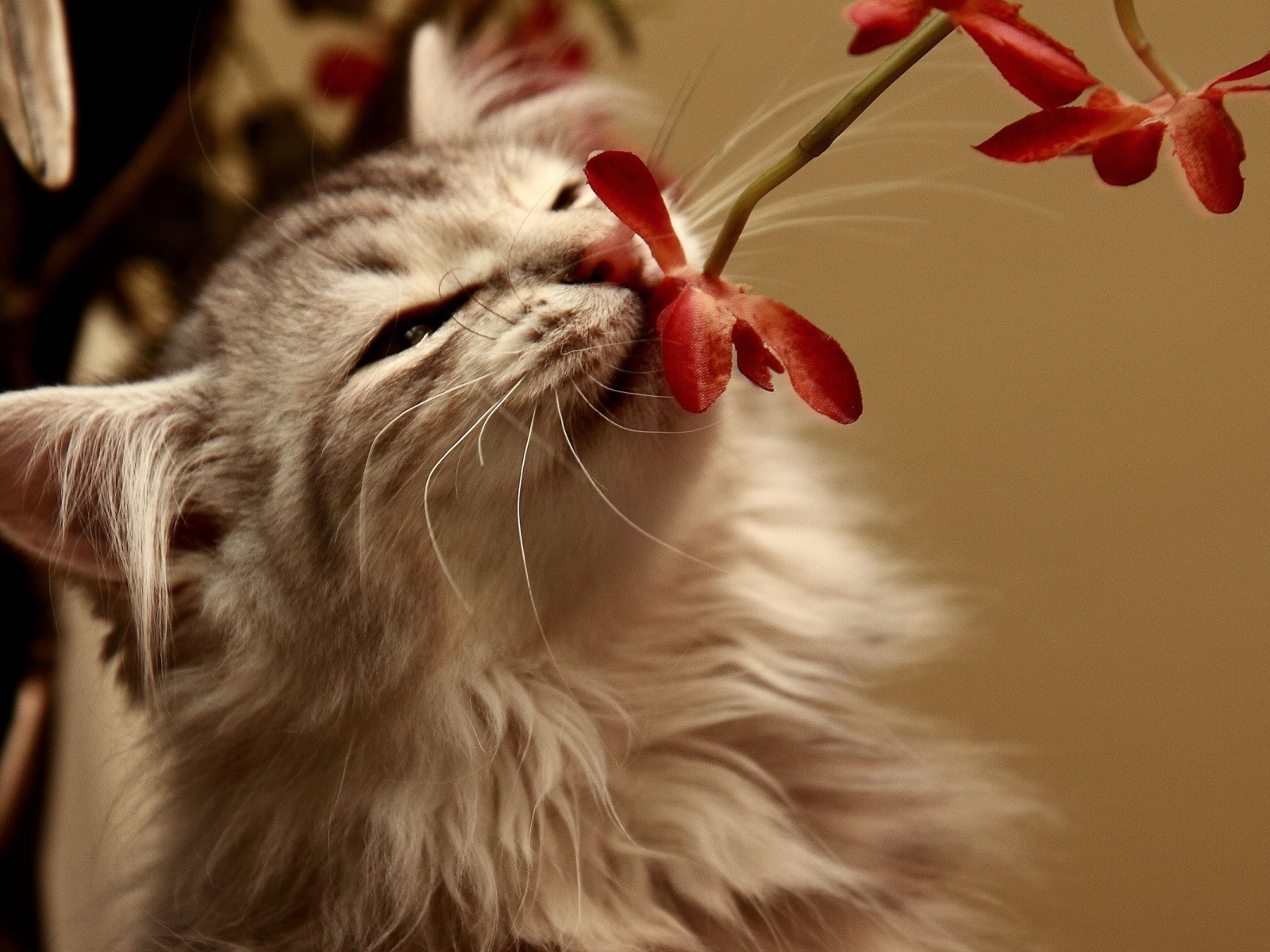 Кот нюхающий цветок