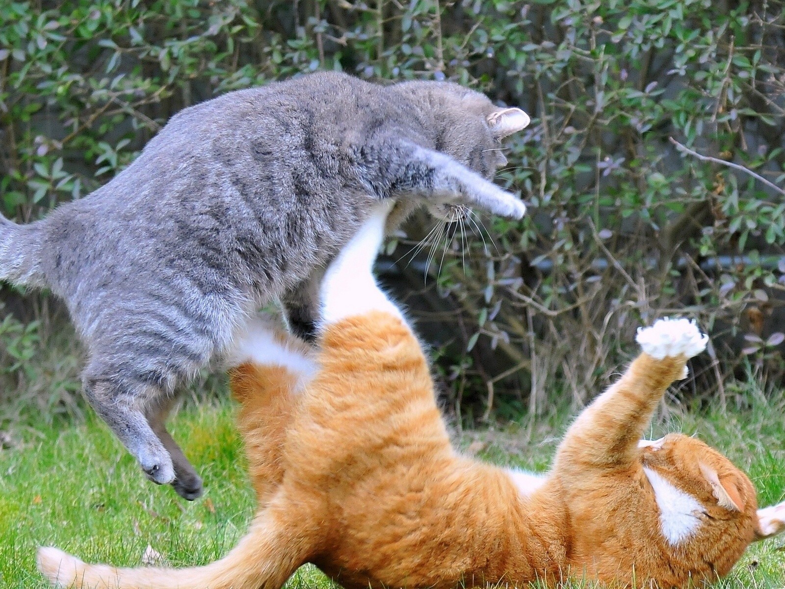 Драка котов