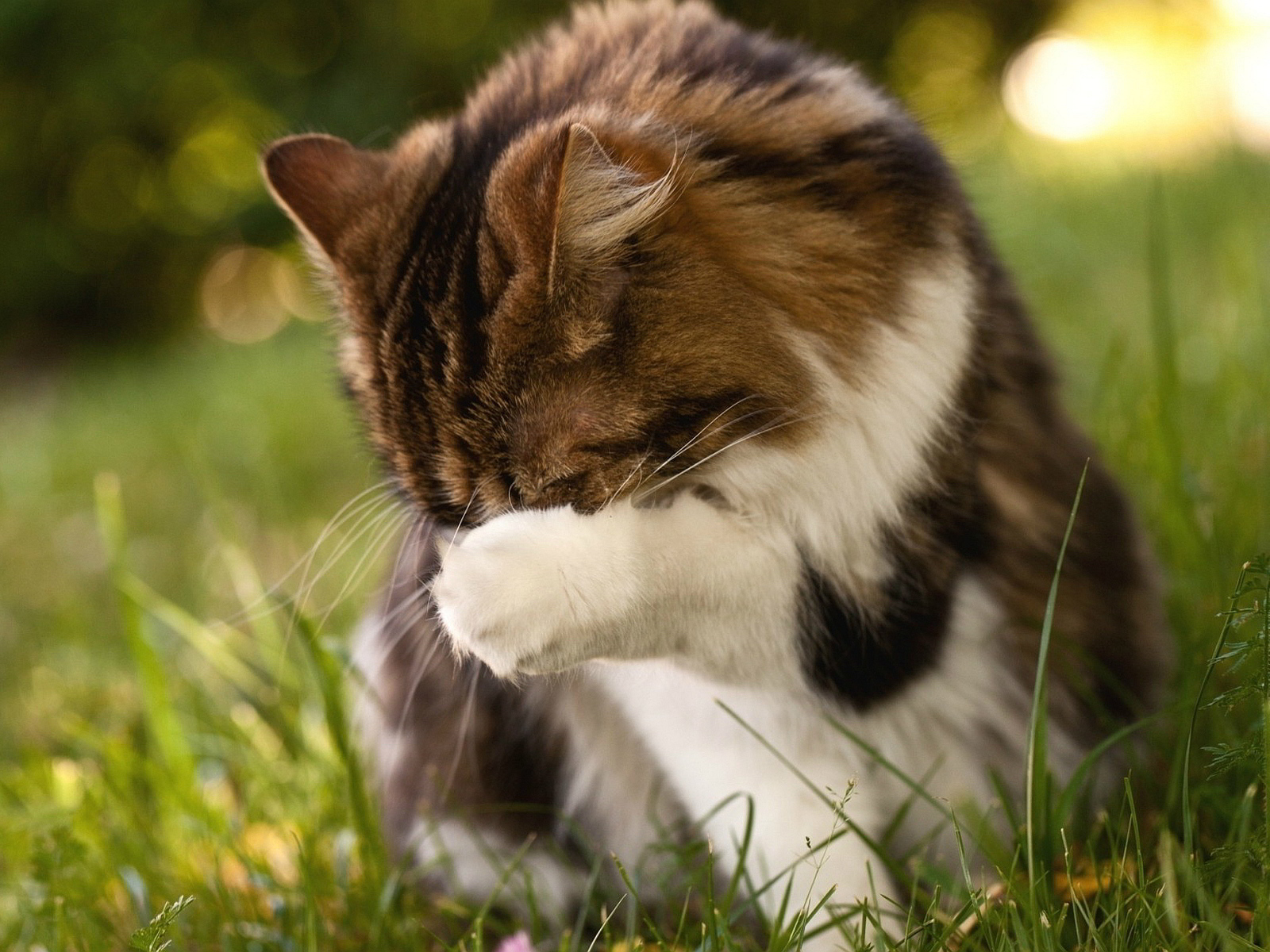 Пушистому коту стыдно