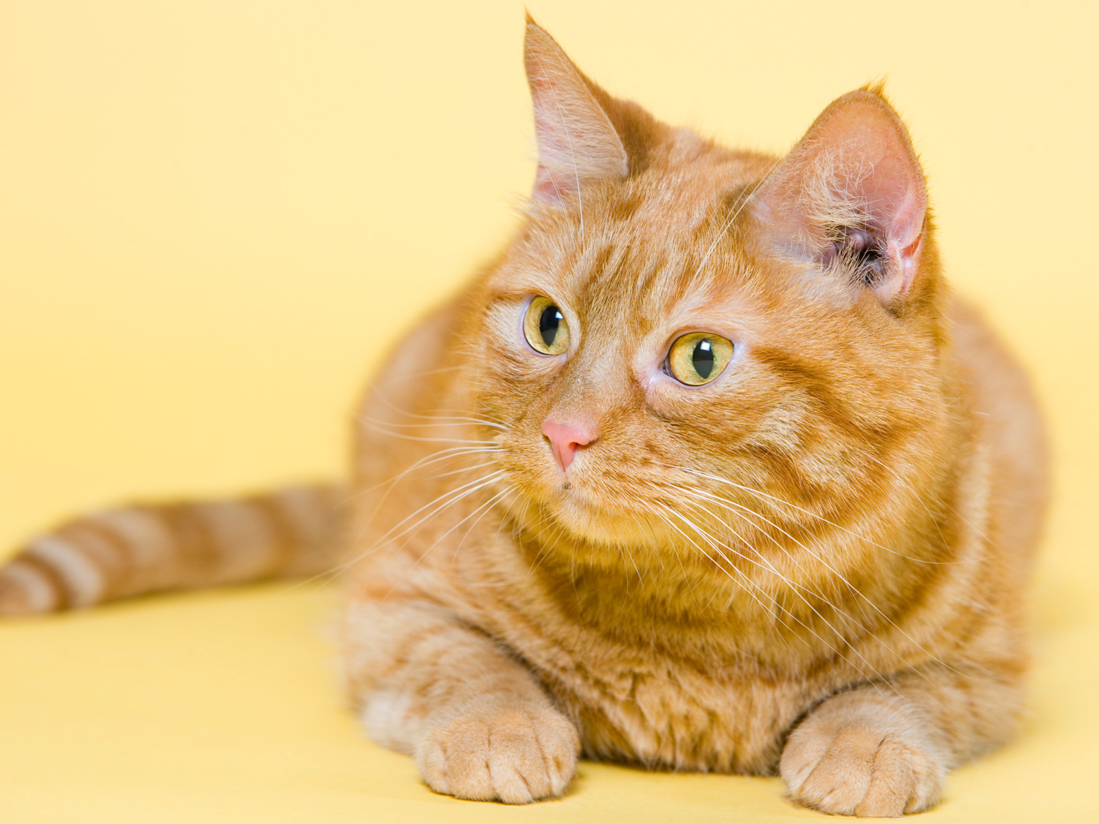Смешной толстый рыжий кот