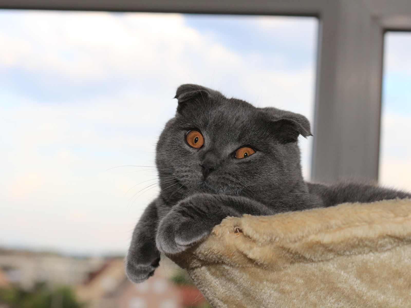 Серый шотландский вислоухий кот в своей кровати