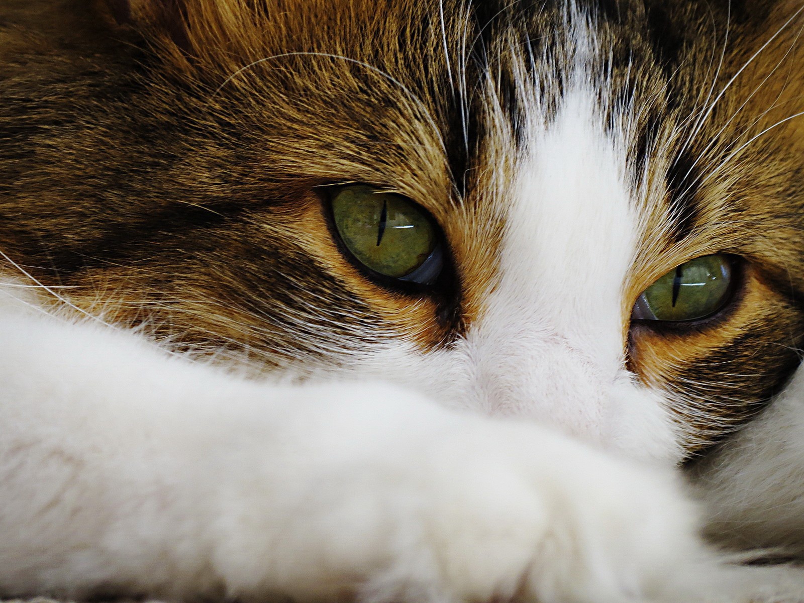 Зеленые глаза кота