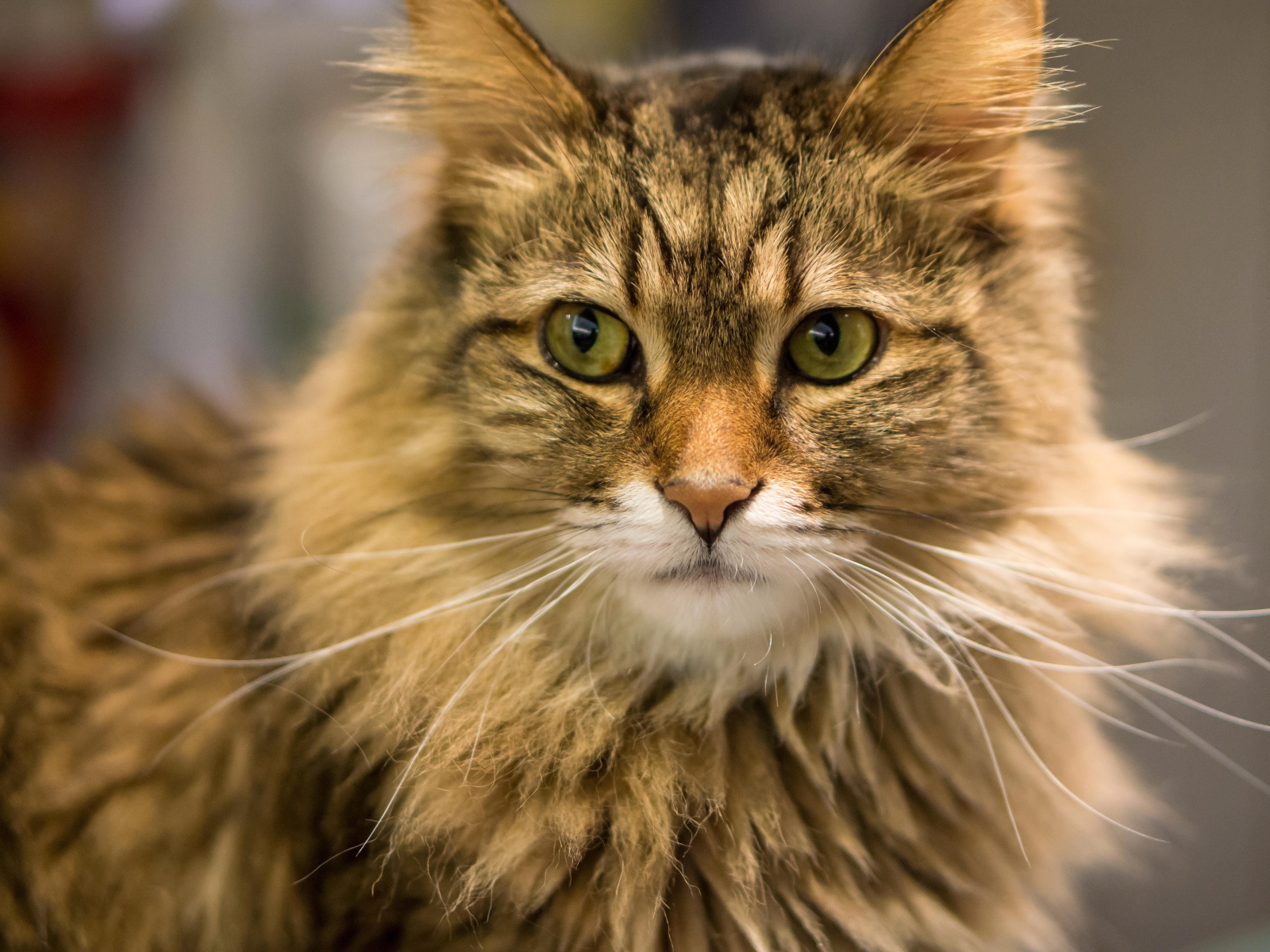 Красивый усатый кот мейн-кун ближним планом