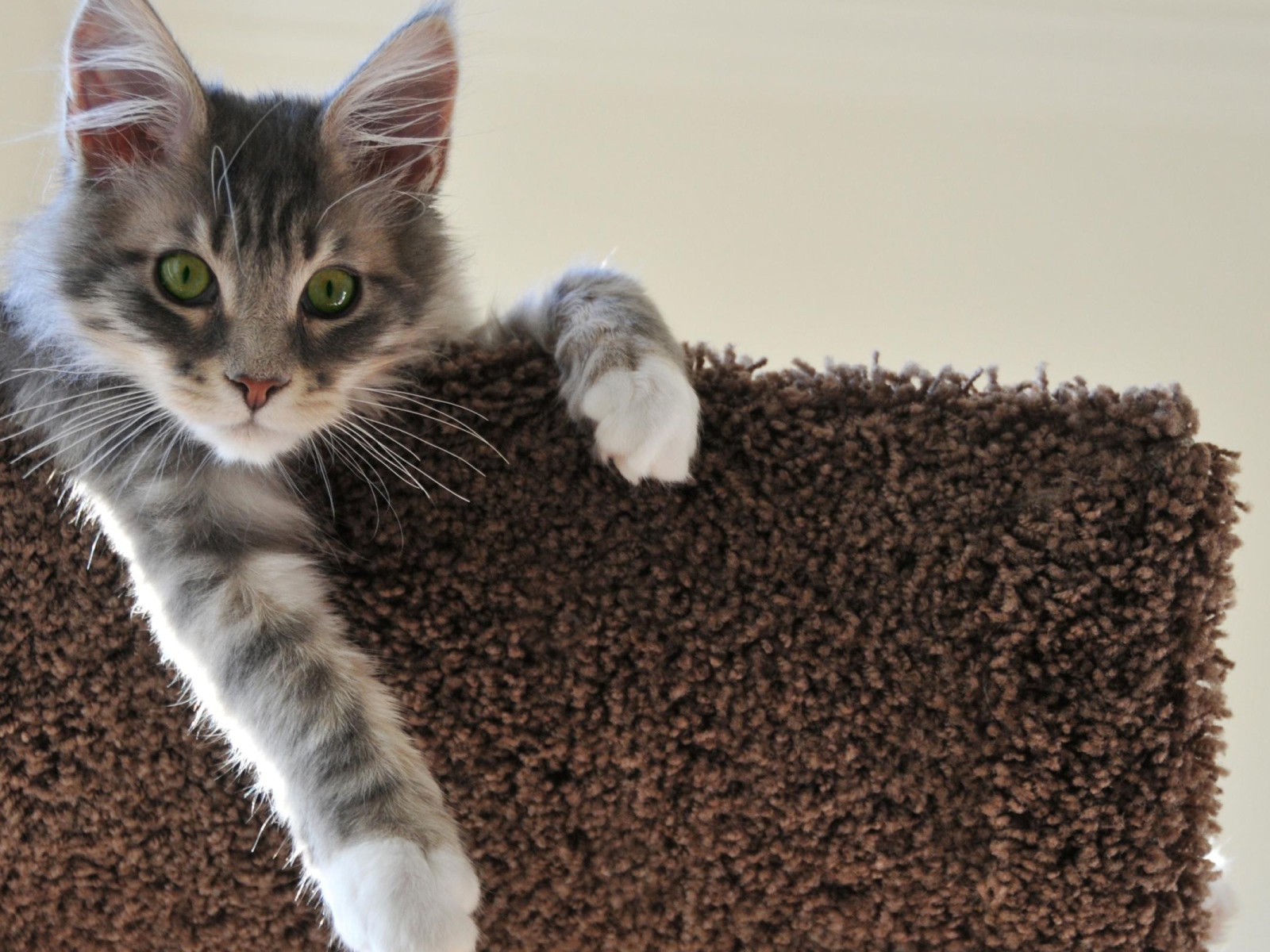 Котенок свесил лапу