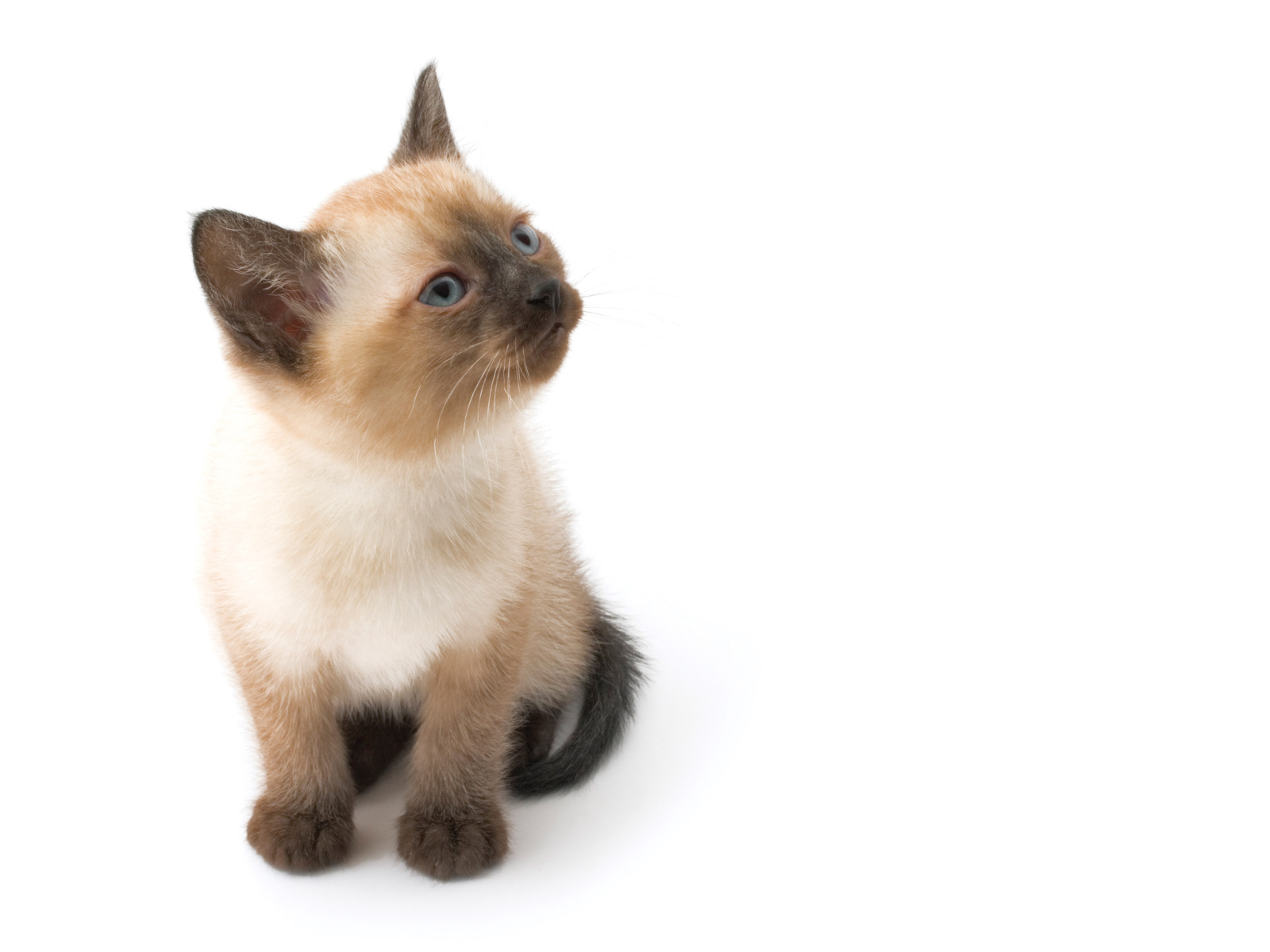 Маленький симпатичный сиамский кот позирует