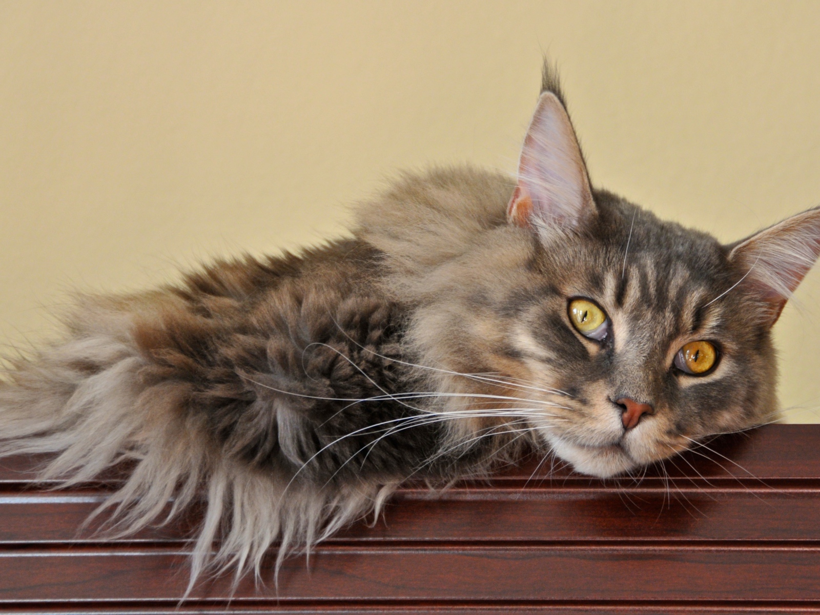 Мейн-кун кот заскучал