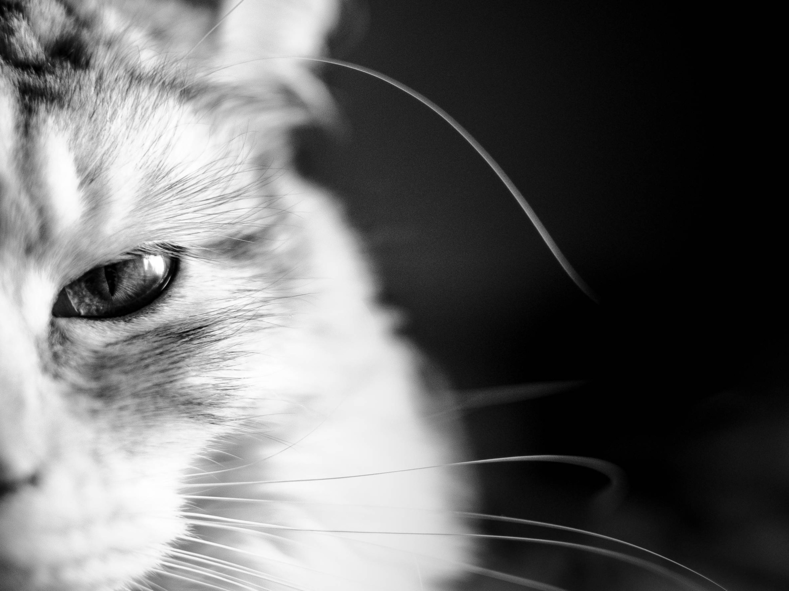 Кот мейн-кун на чёрном фоне