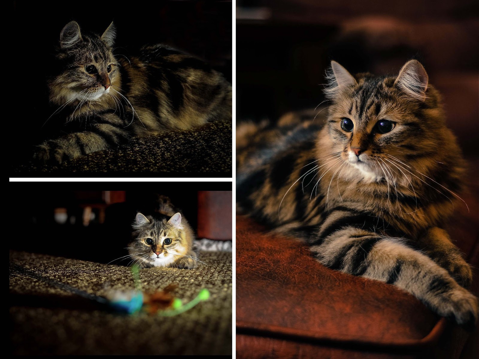 Фотоколлаж сибирского кота