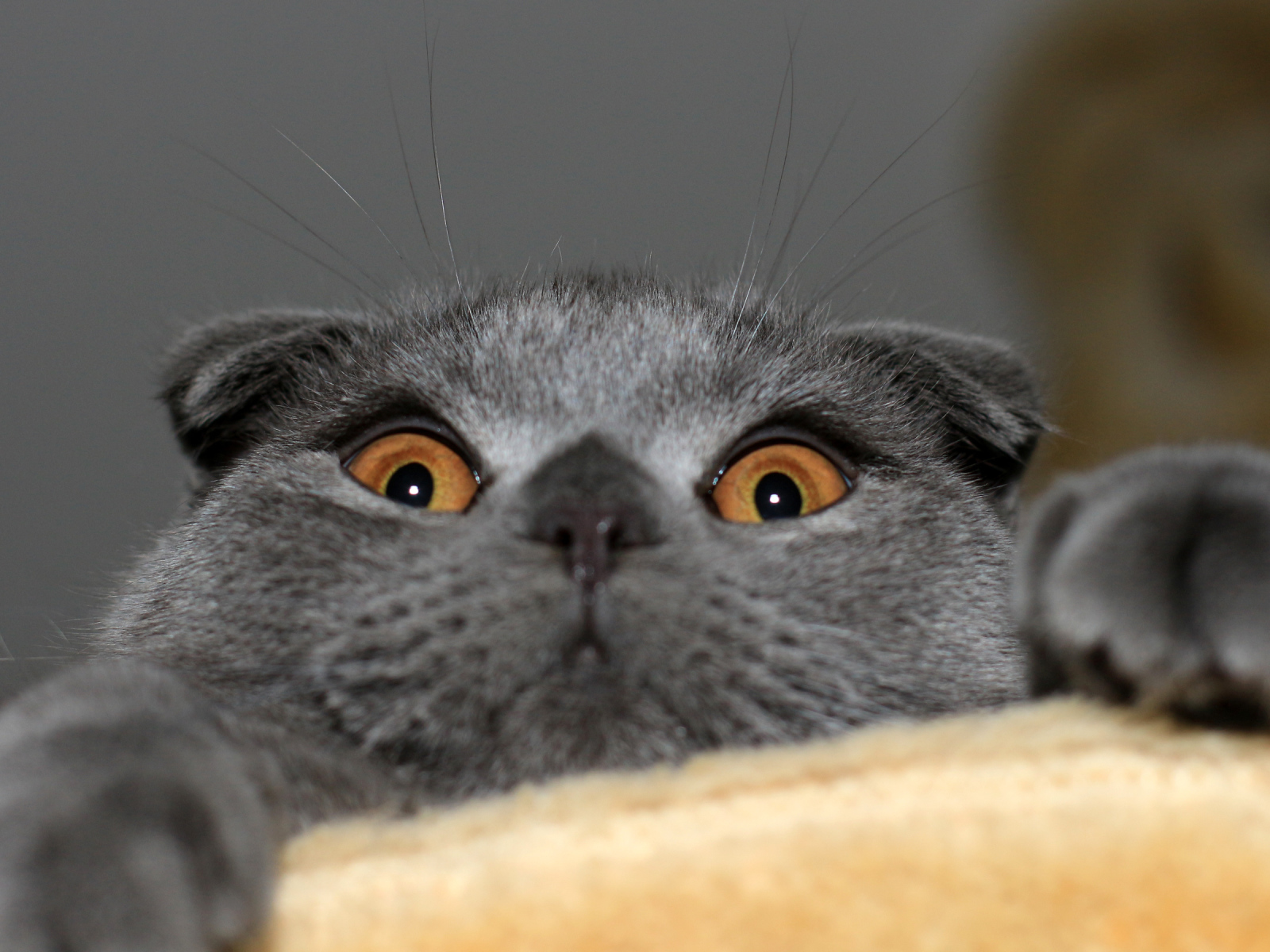 Игривый серый шотландский вислоухий кот