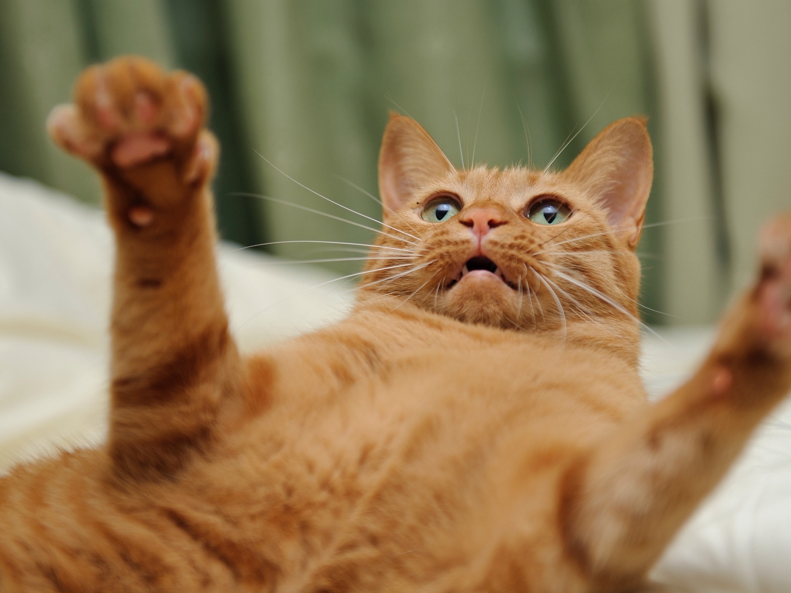 Игривый рыжий кот