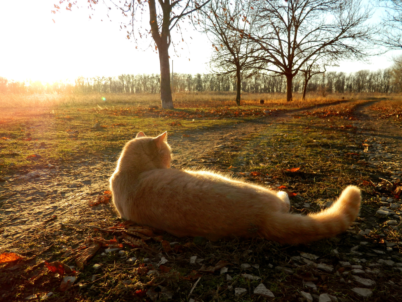Рыжий кот лежит на дороге осенью