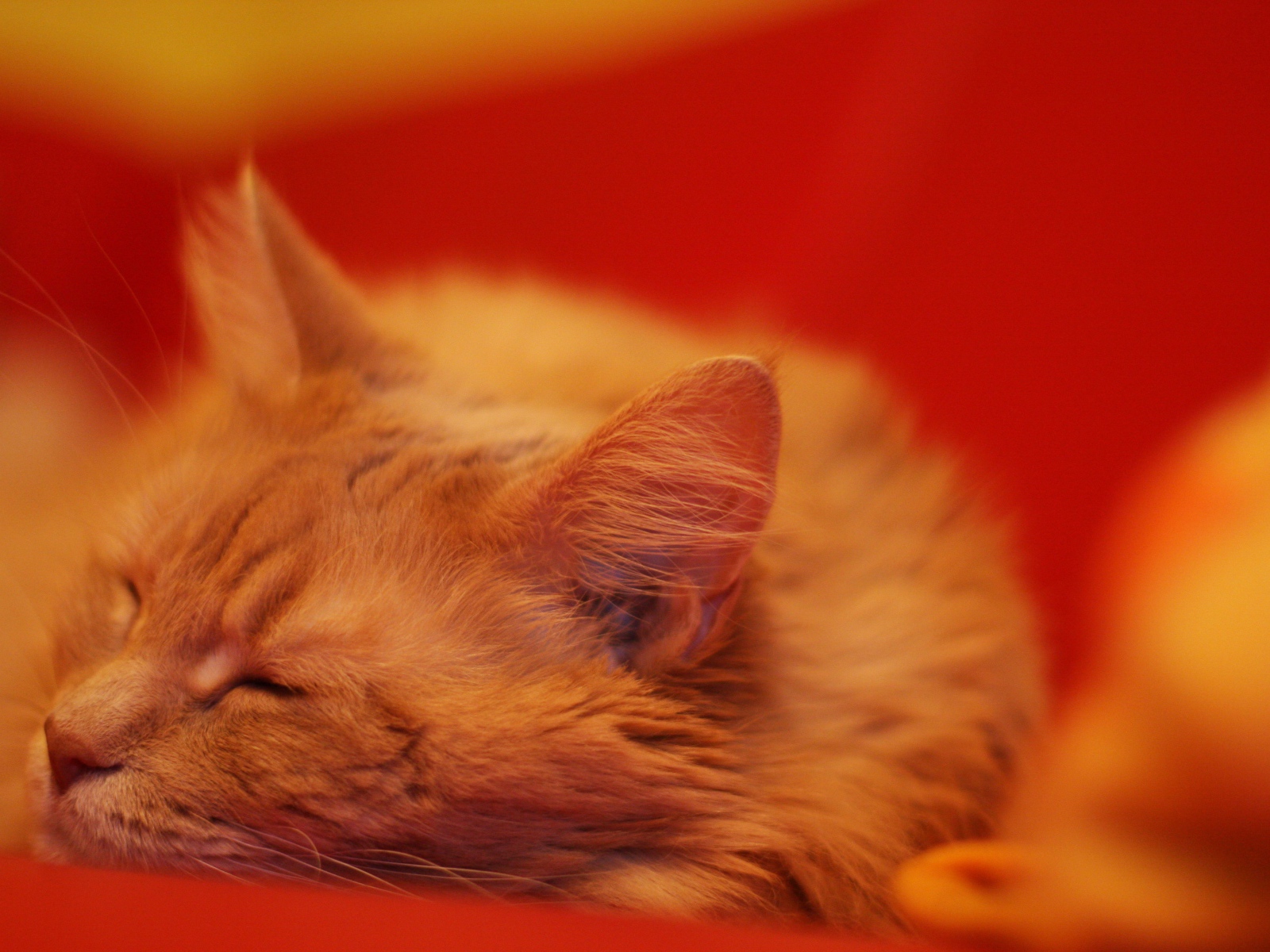 Рыжий кот мейн-кун на красном покрывале