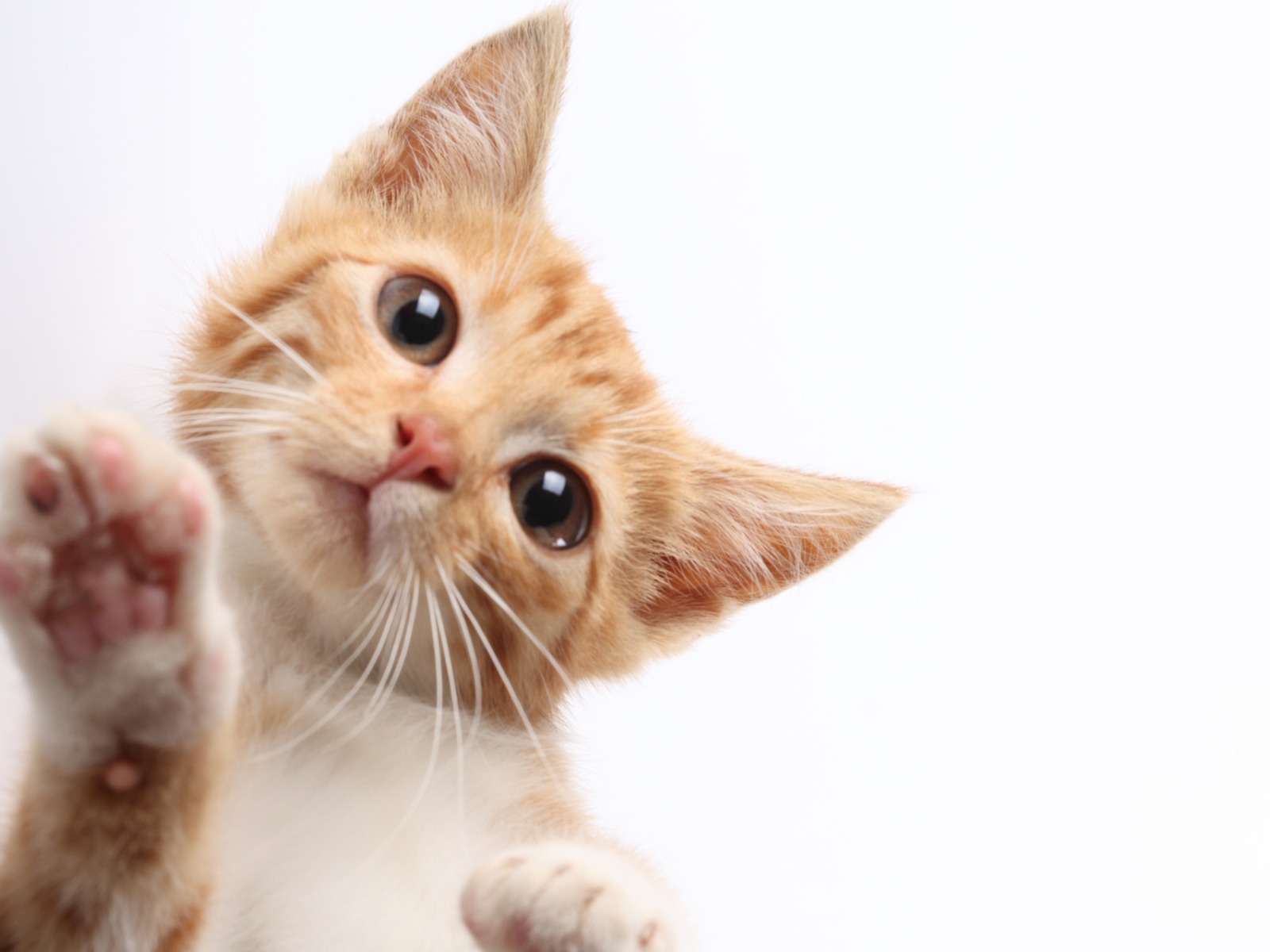 Рыжий кот протирает экран