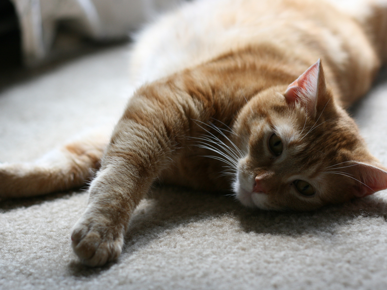 Рыжий симпатичный кот на полу