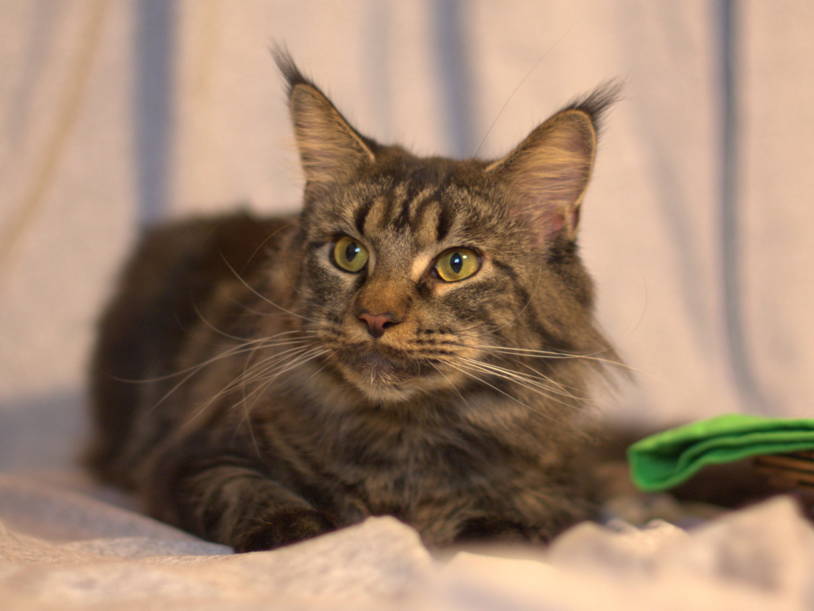 Серьёзный кот мейн-кун