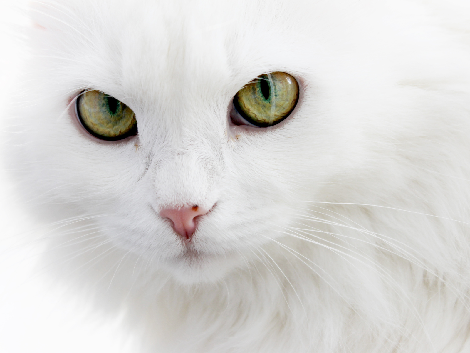 Серьёзный белый кот