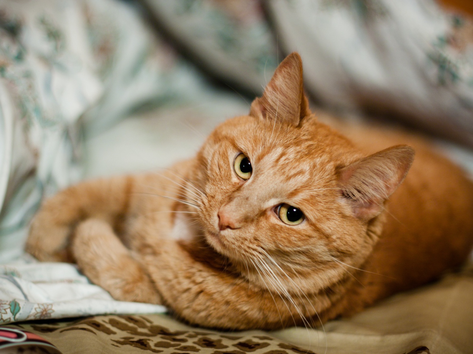 Короткошёрстный рыжий кот скучает