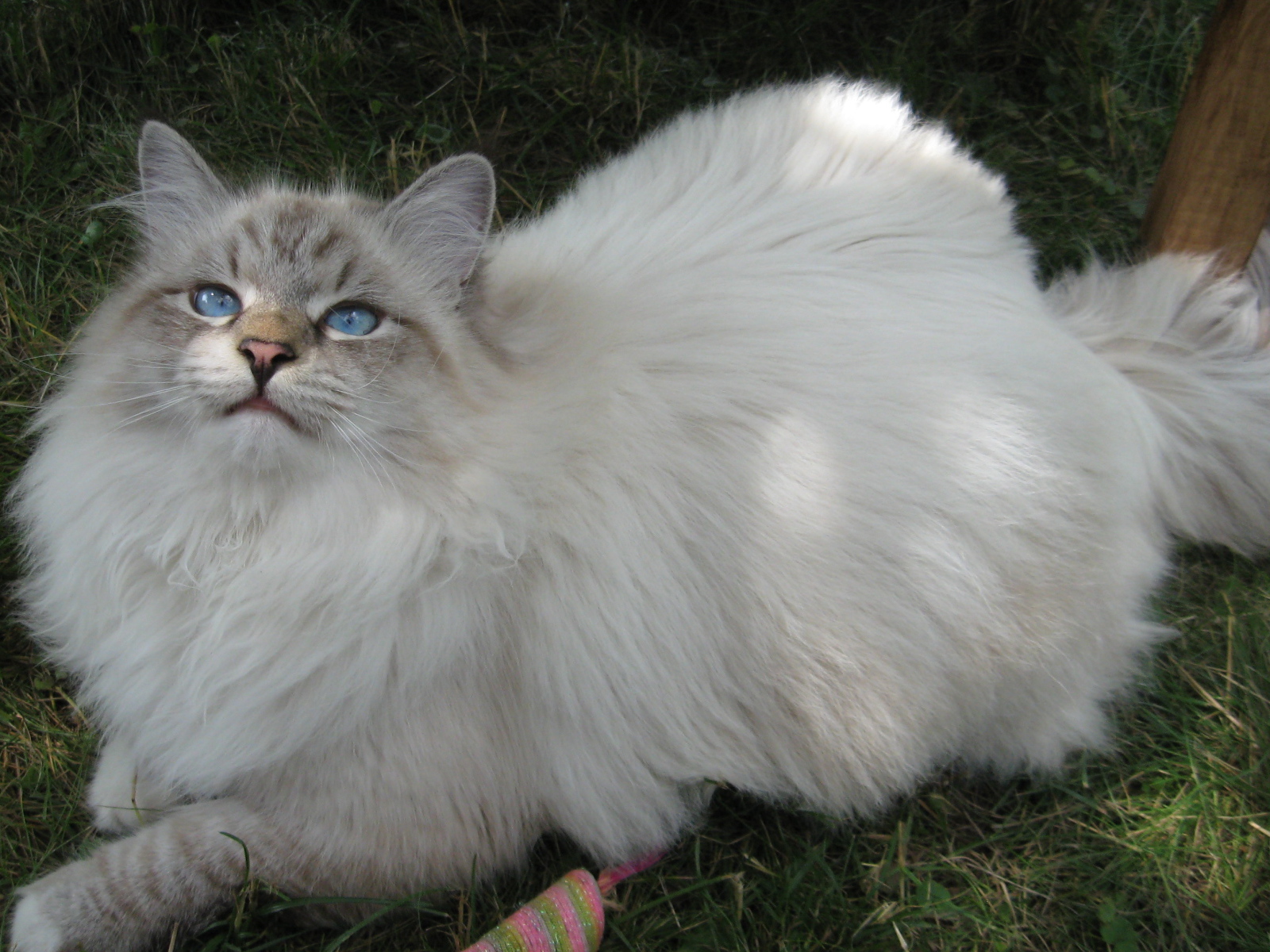 Сибирский кот на траве