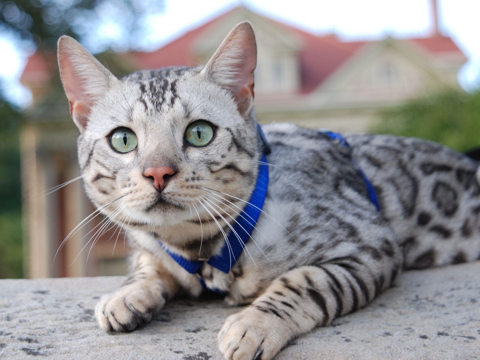 Серебристый бенгальский кот во дворе дома