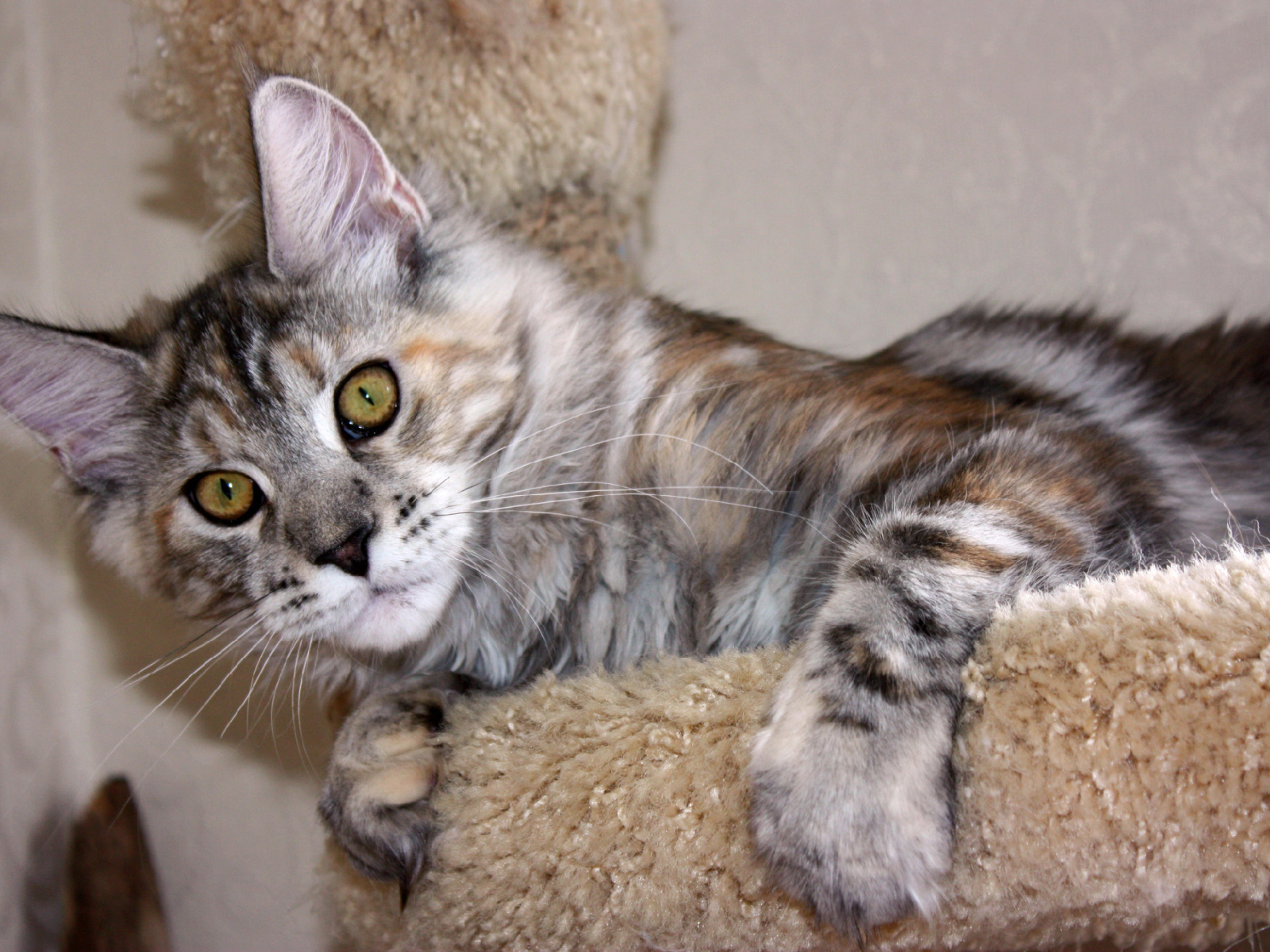 Серебристый игривый кот мейн-кун с зелёными глазами