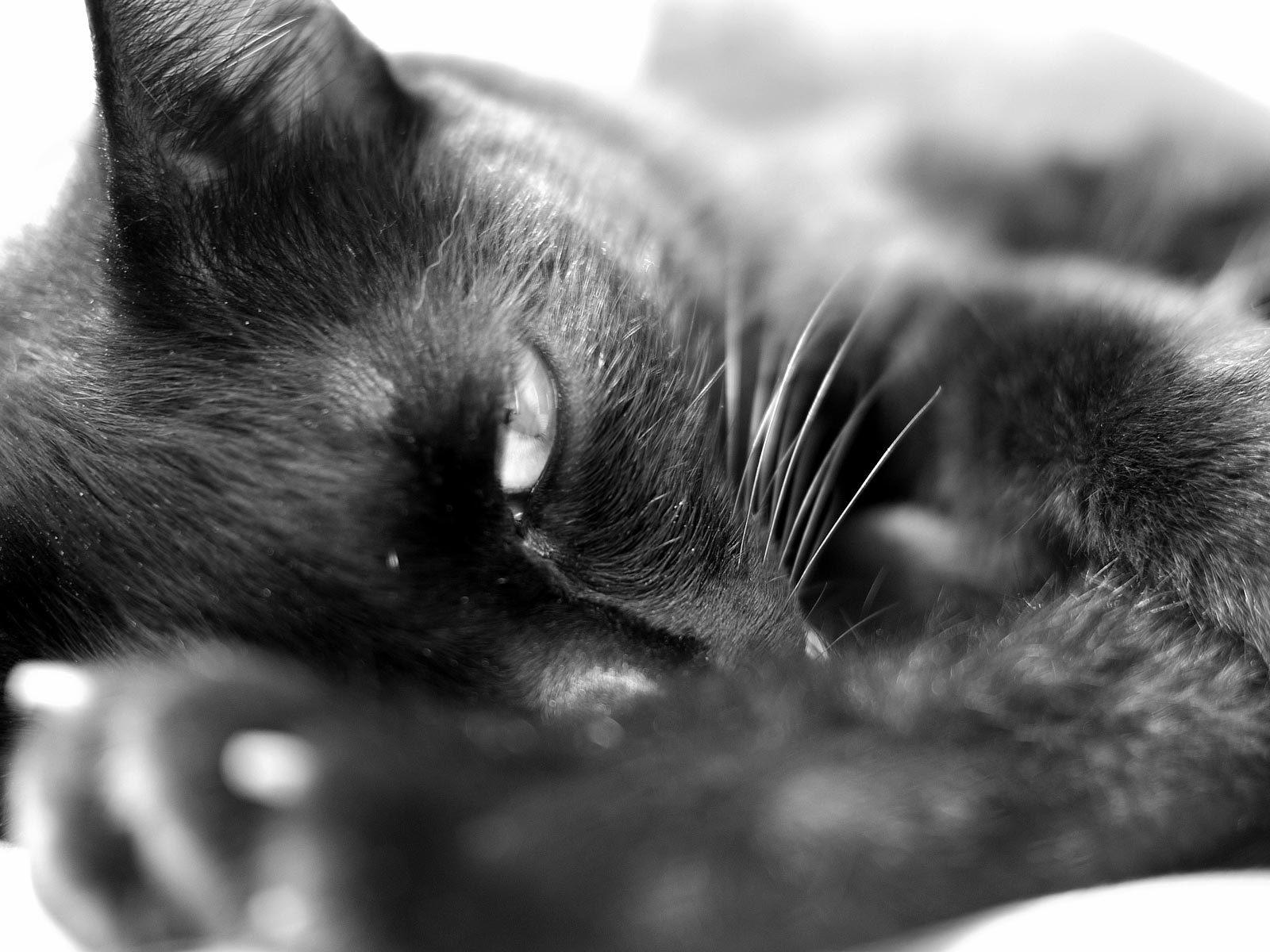 Sleepy black cat