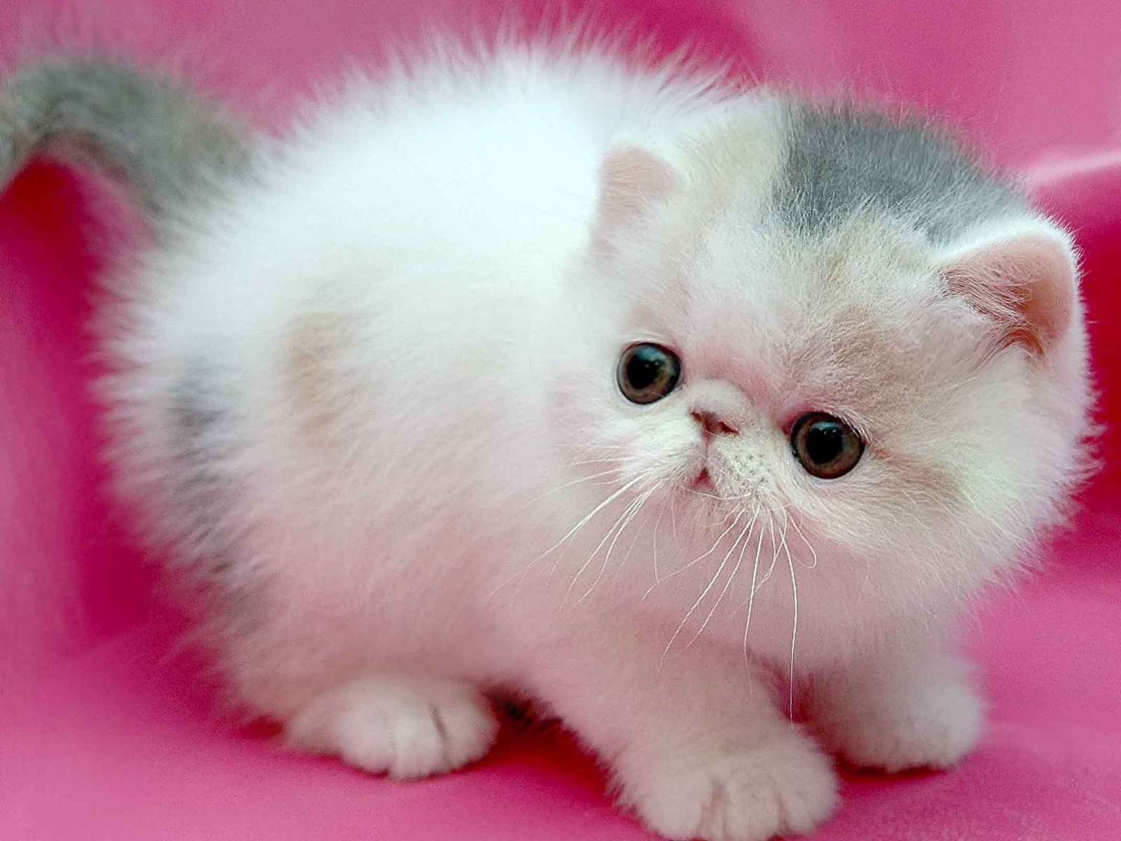 Маленький персидский кот на розовом фоне