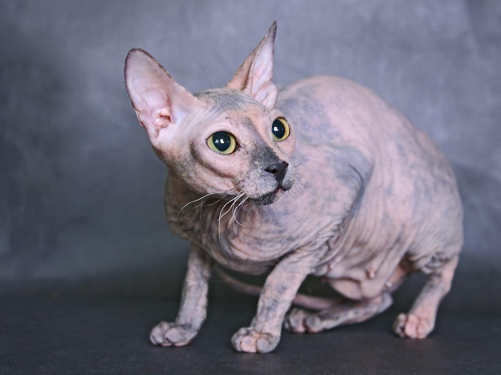 Кот сфинкс на сером фоне