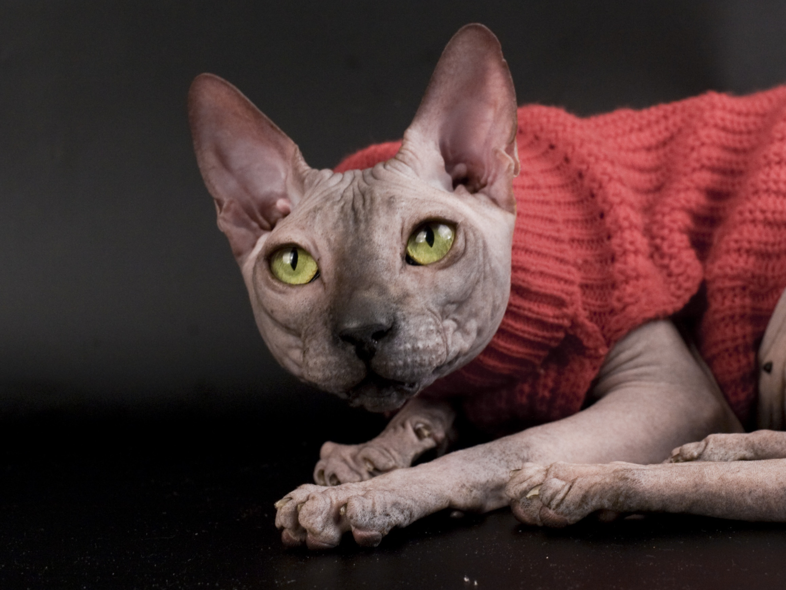 Кот сфинкс в свитере