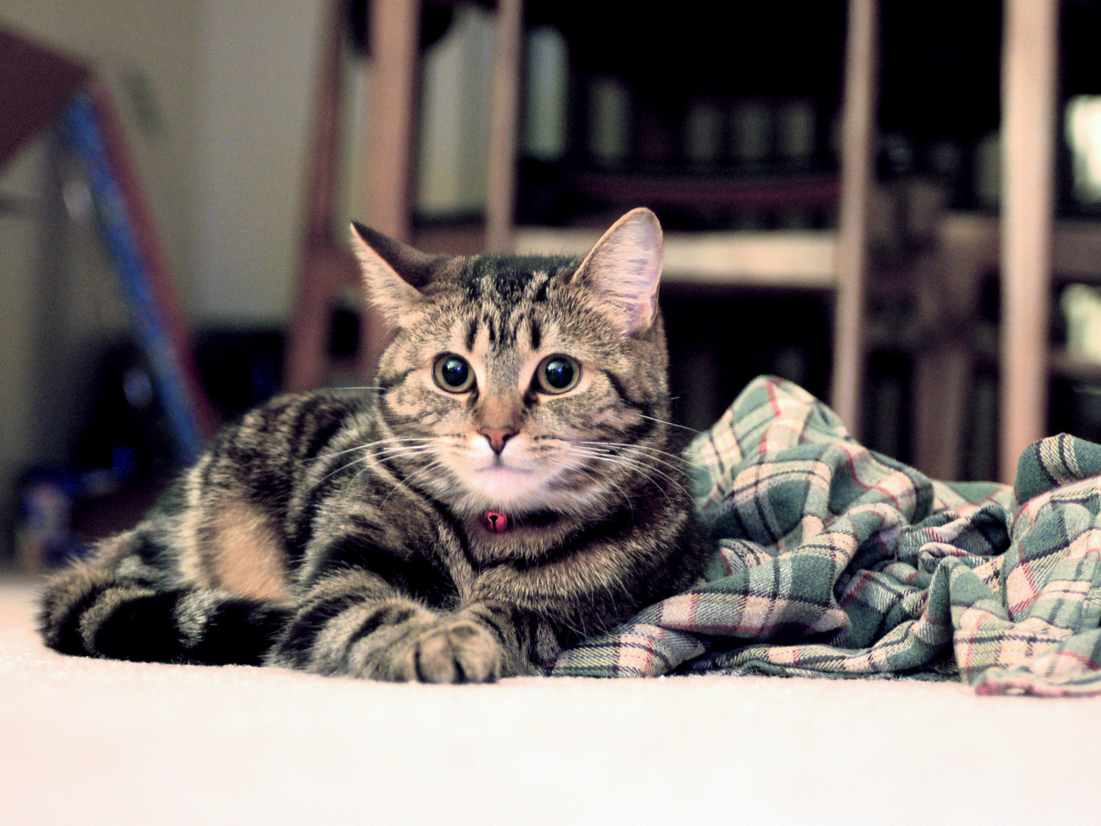 Полосатый котик