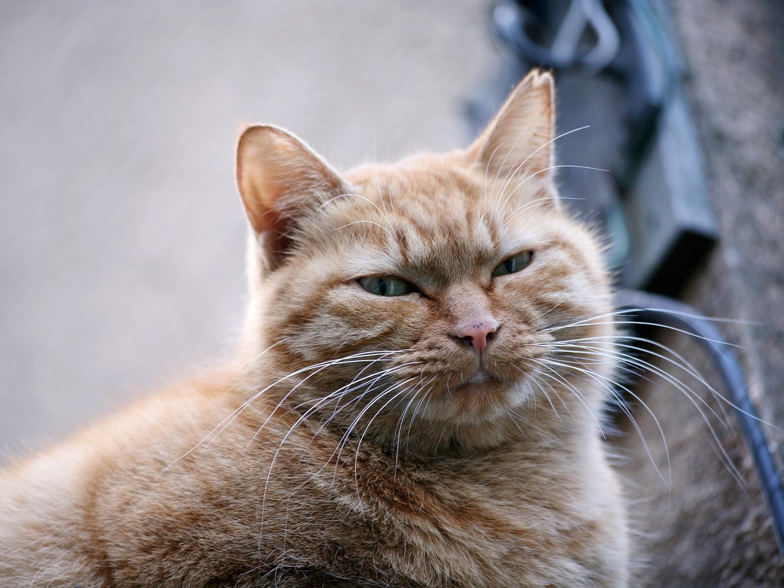 Толстый серый кот