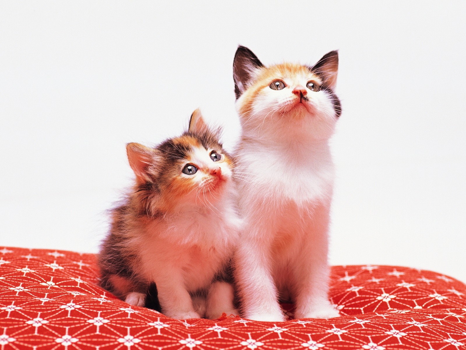 Два милых котенка