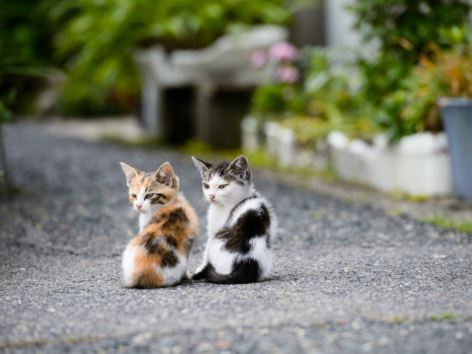 Два котёнка на дороге