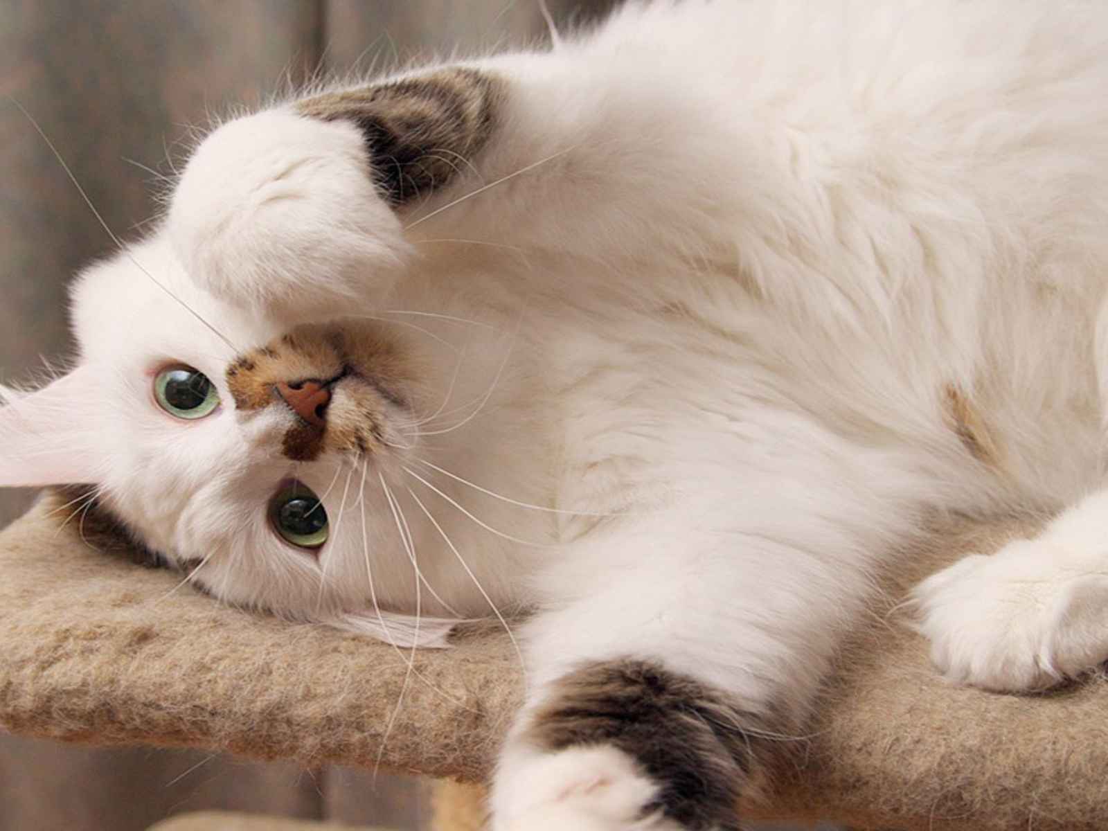 Белый пушистый кот развалился