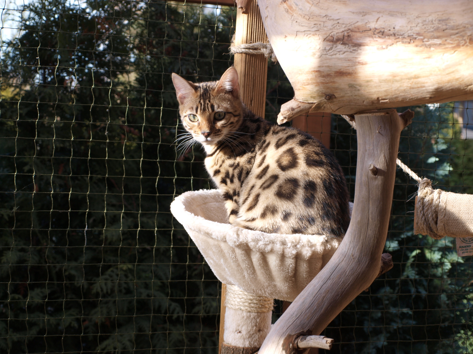 Молодой бенгальский кот