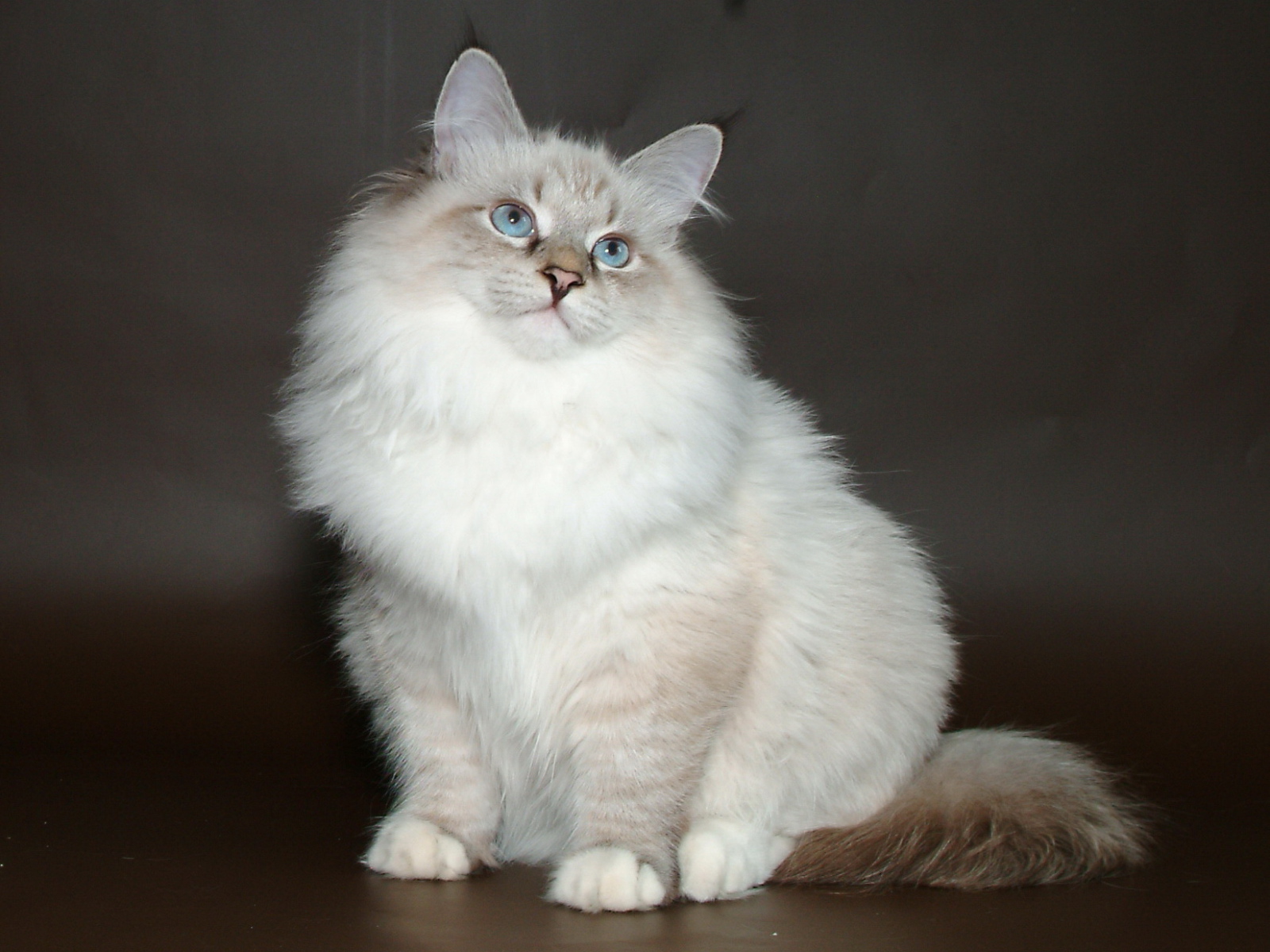 Молодой красивый сибирский кот позирует