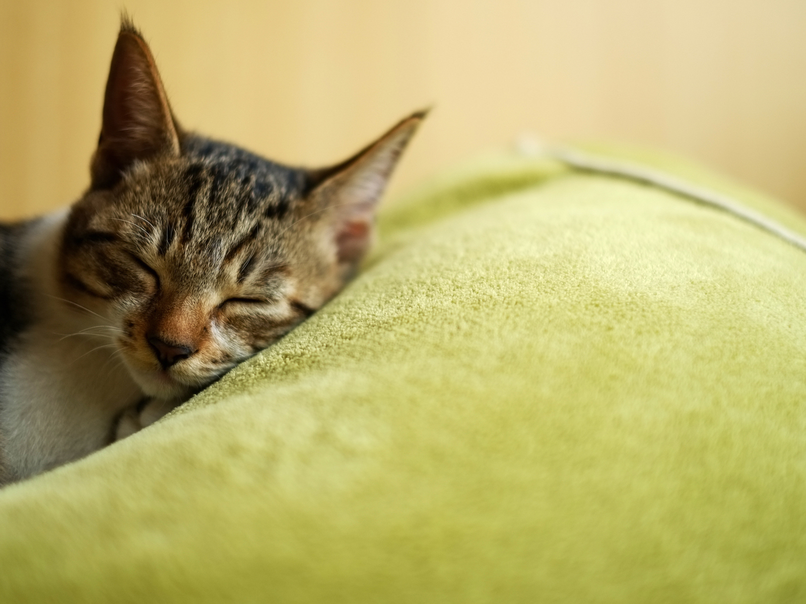 Красивый полосатый кот заснул