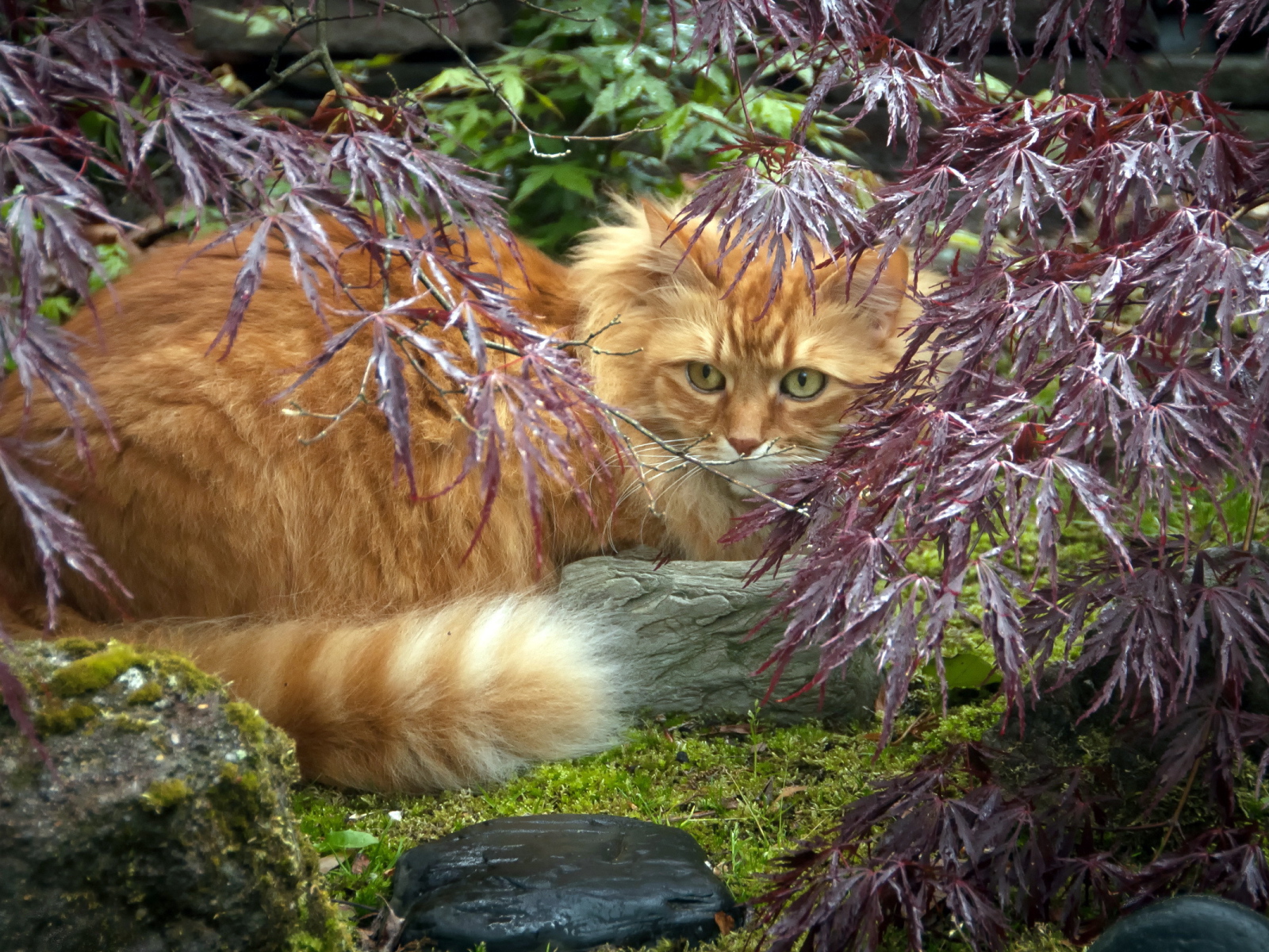 Красивый рыжий кот в растениях