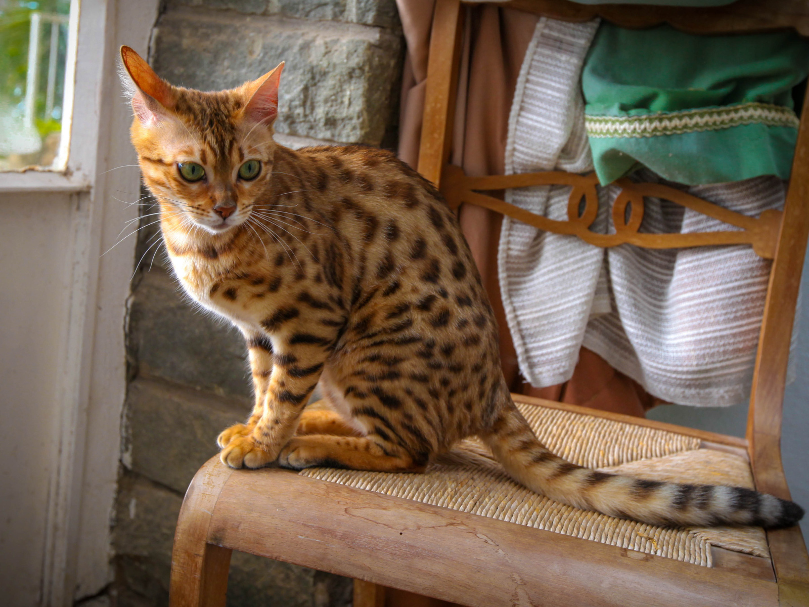 Бенгальский кот сидит на стуле