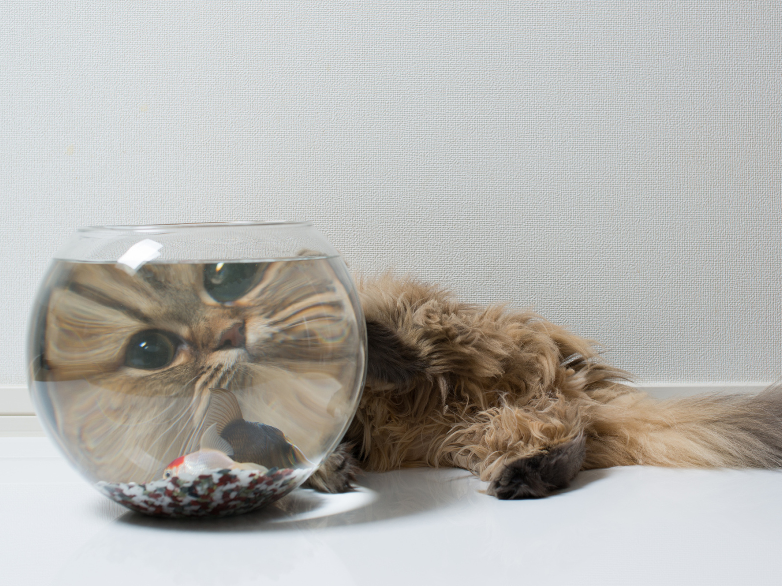 Пушистый кот и рыбка, знакомство